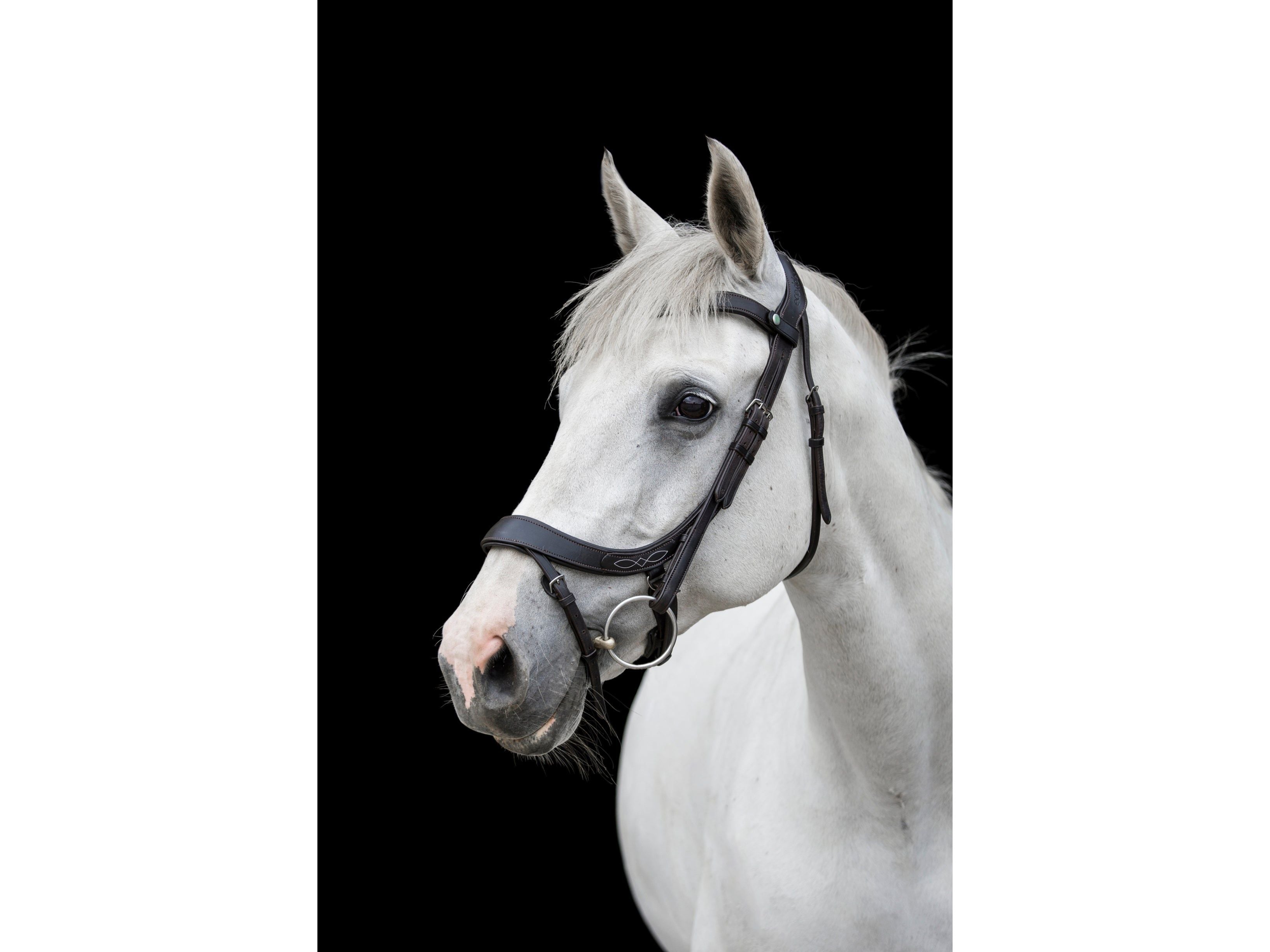 Freedom Comfort Bridle side view