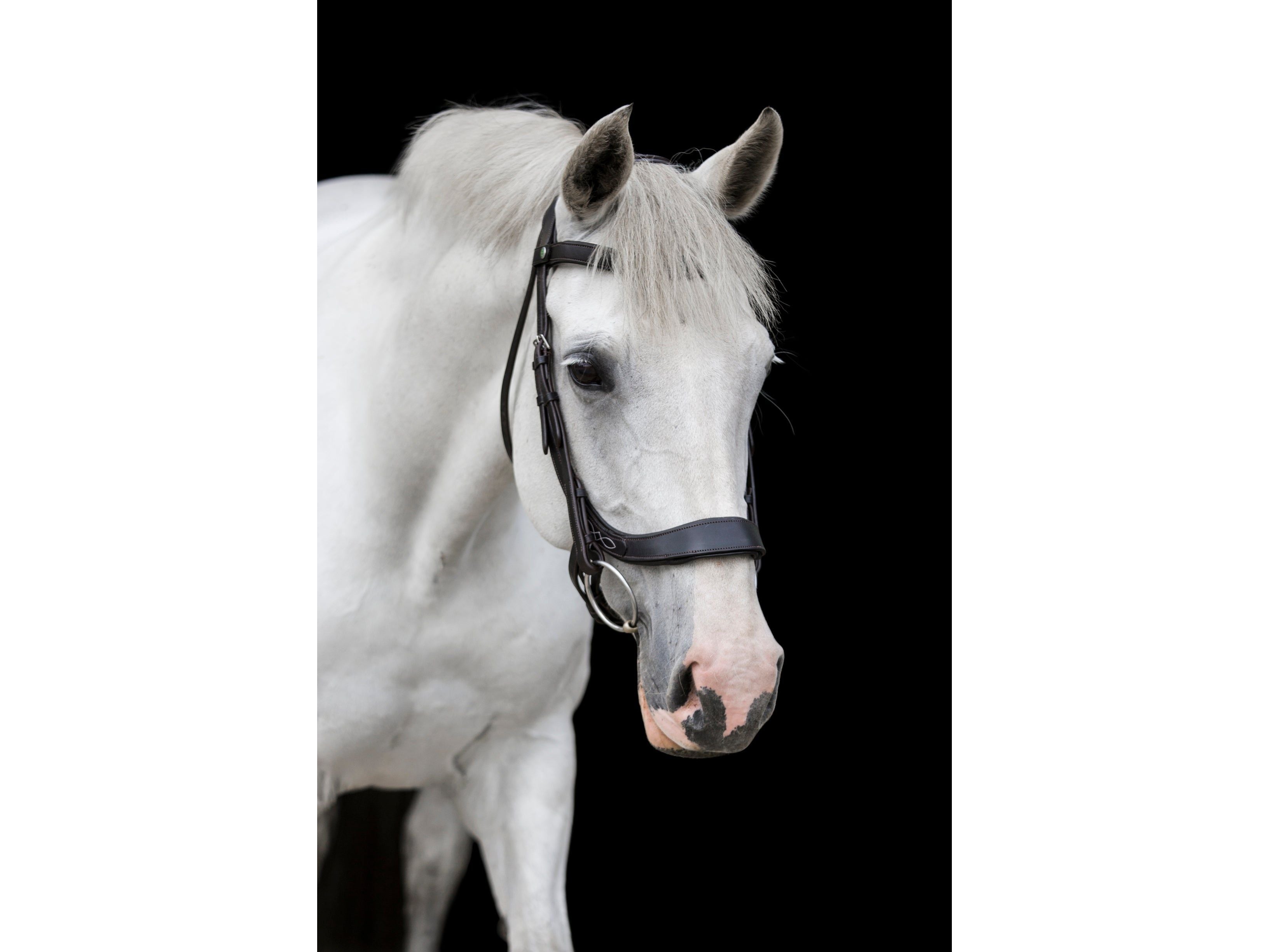 Freedom Comfort Bridle view