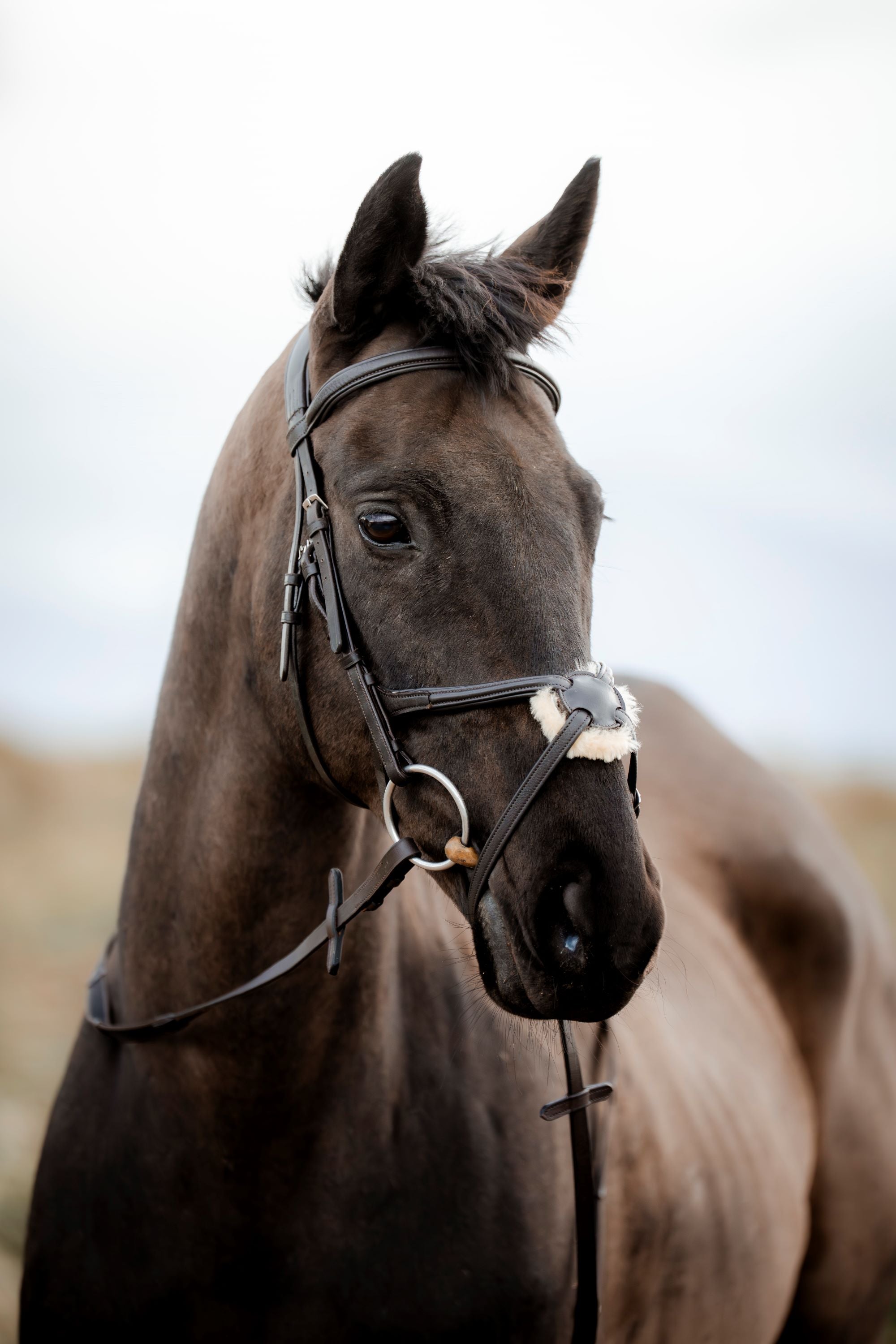 SuperLux Grackle Bridle