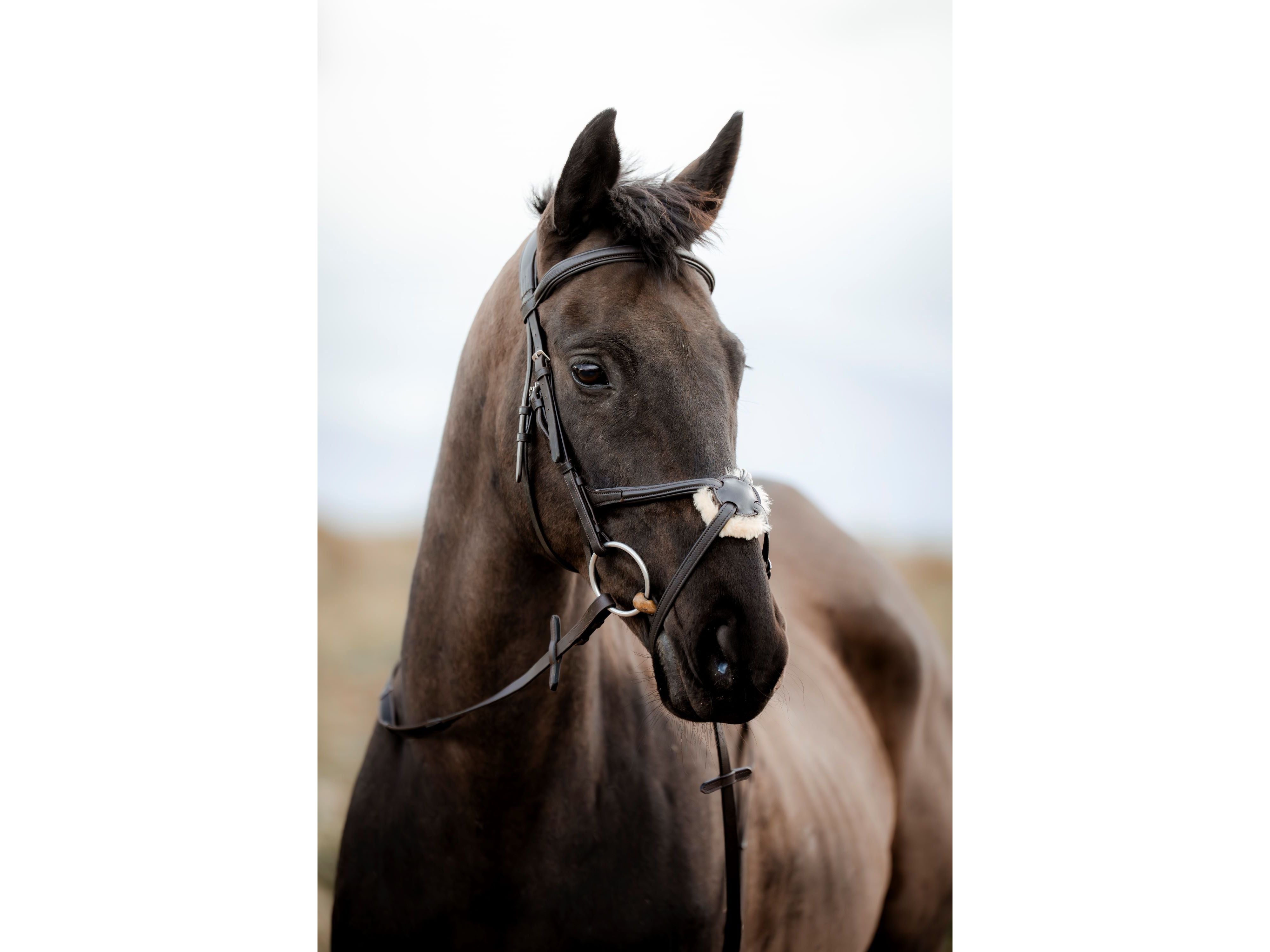 SuperLux Grackle Bridle side view