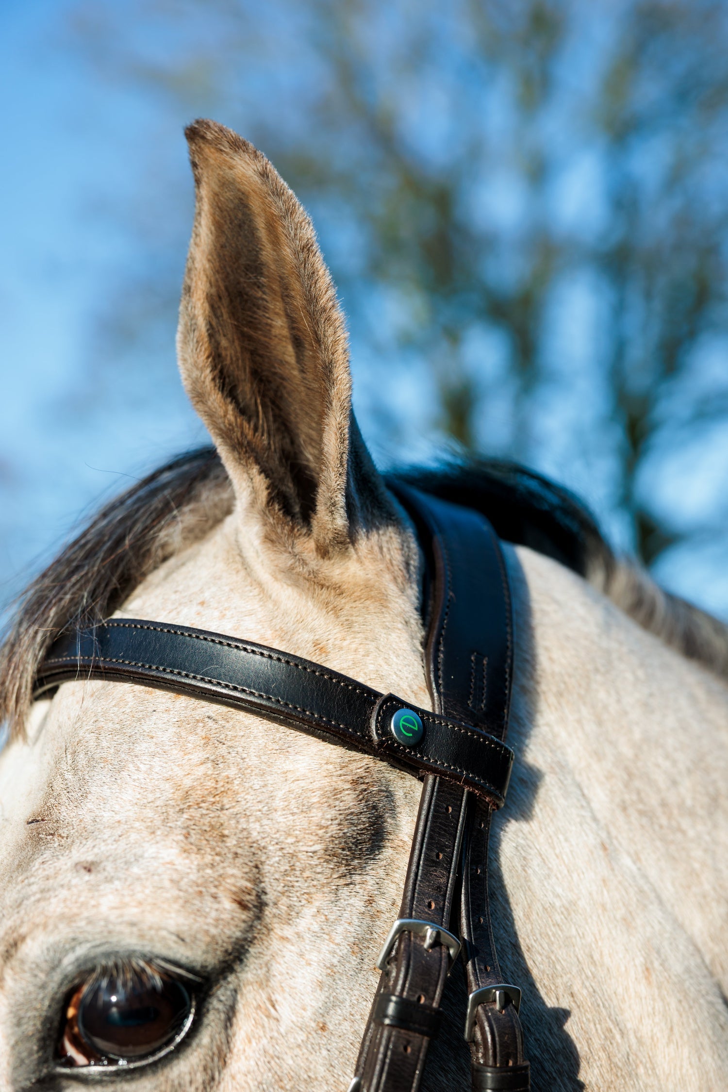 SeamFree Show Bridle