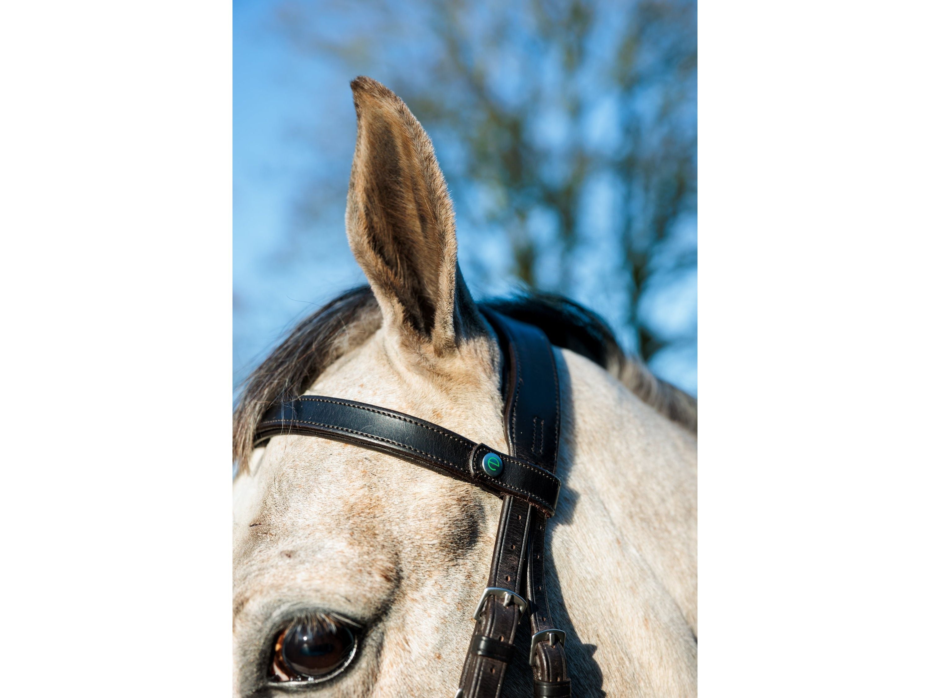 SeamFree Show Bridle view