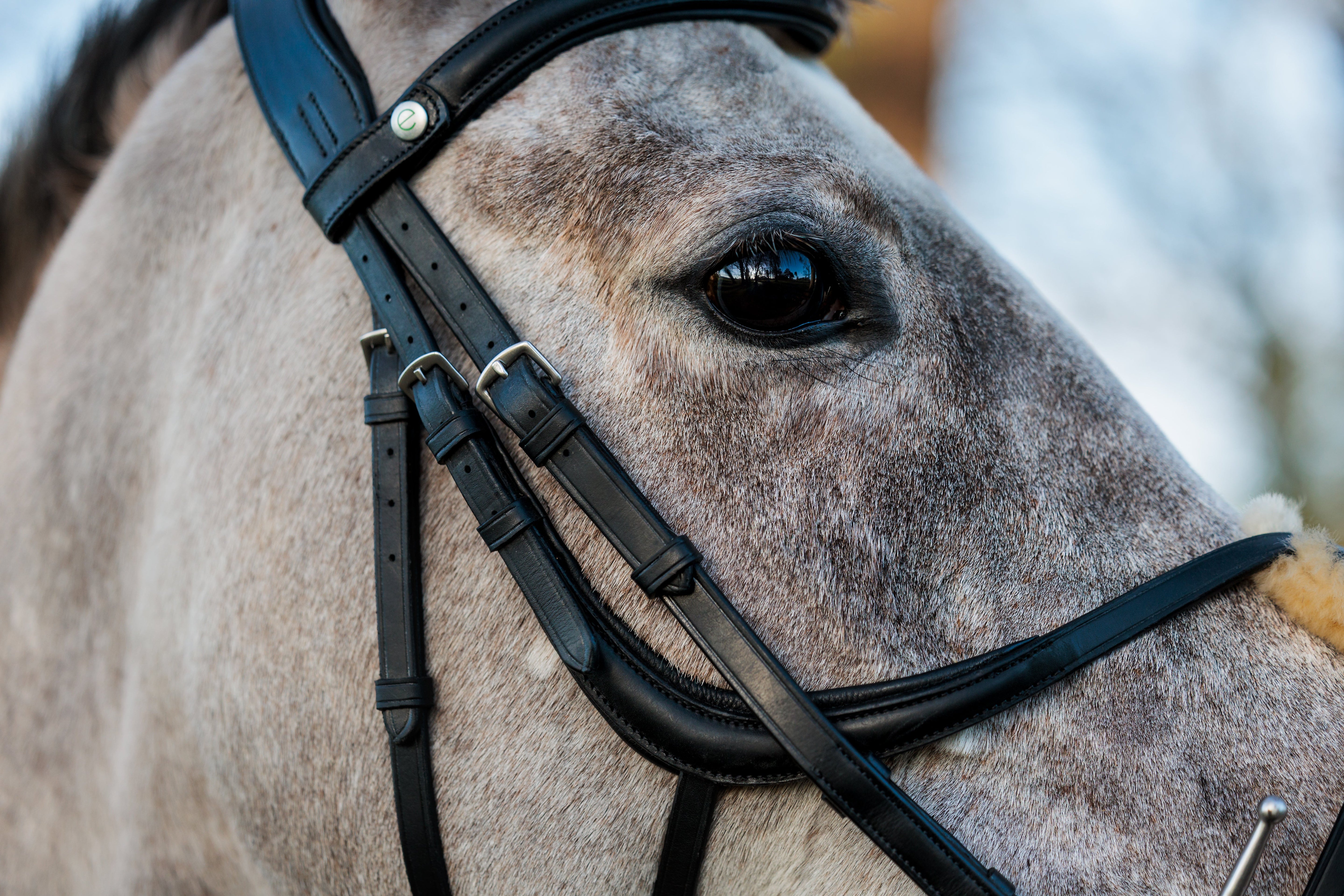 SeamFree Grackle Bridle