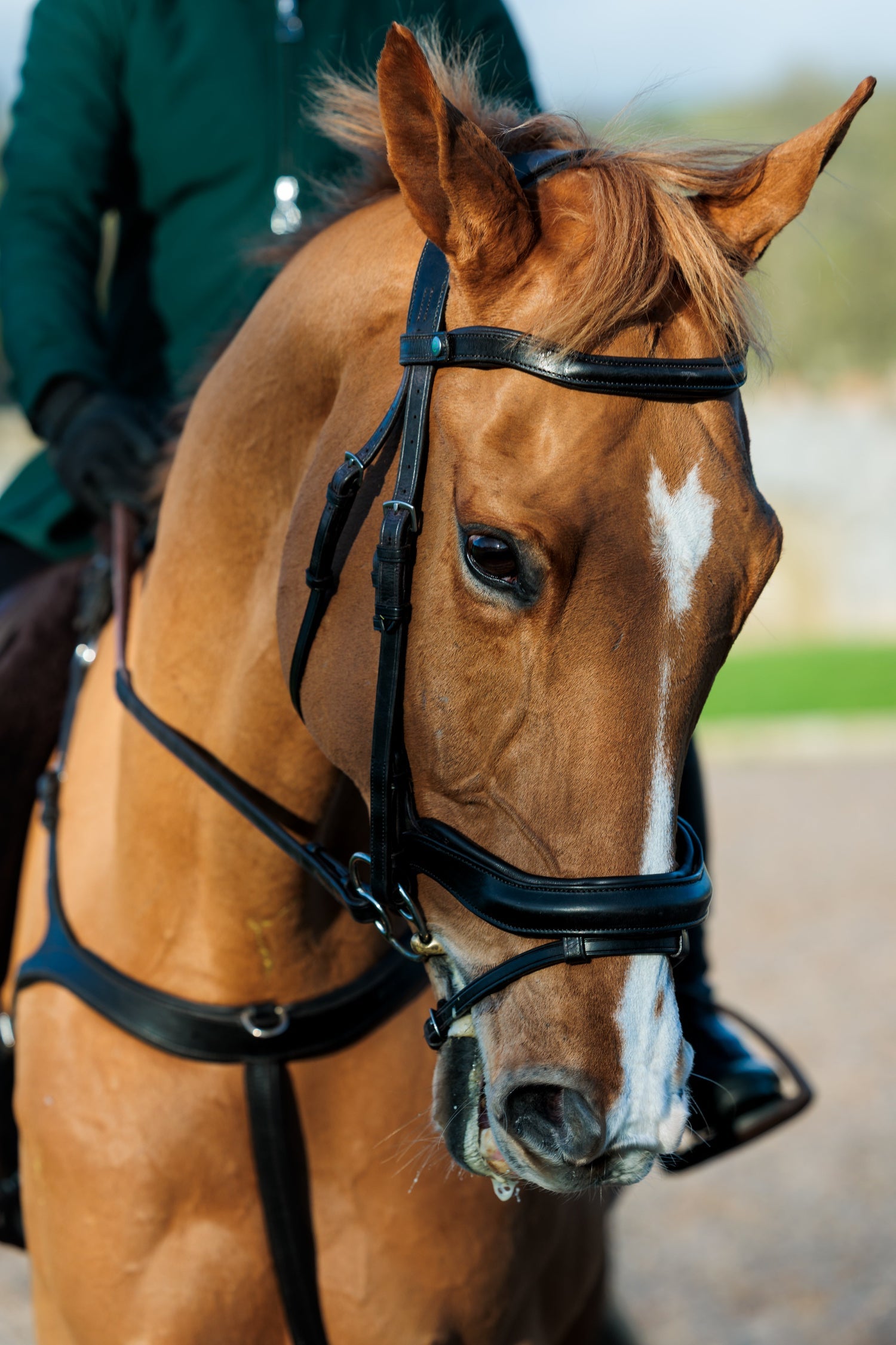 SeamFree Anatomic Bridle