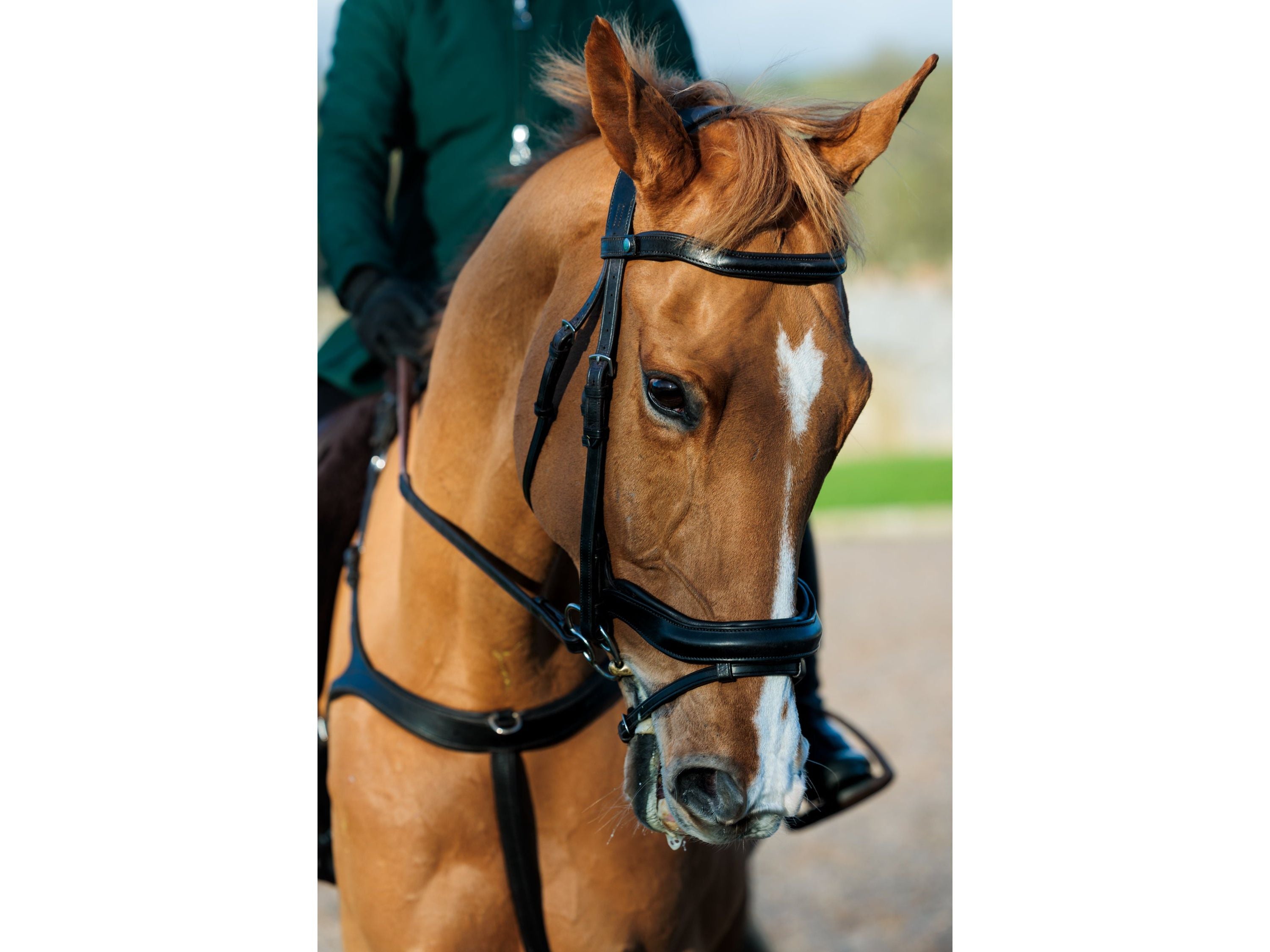 SeamFree Anatomic Bridle side view