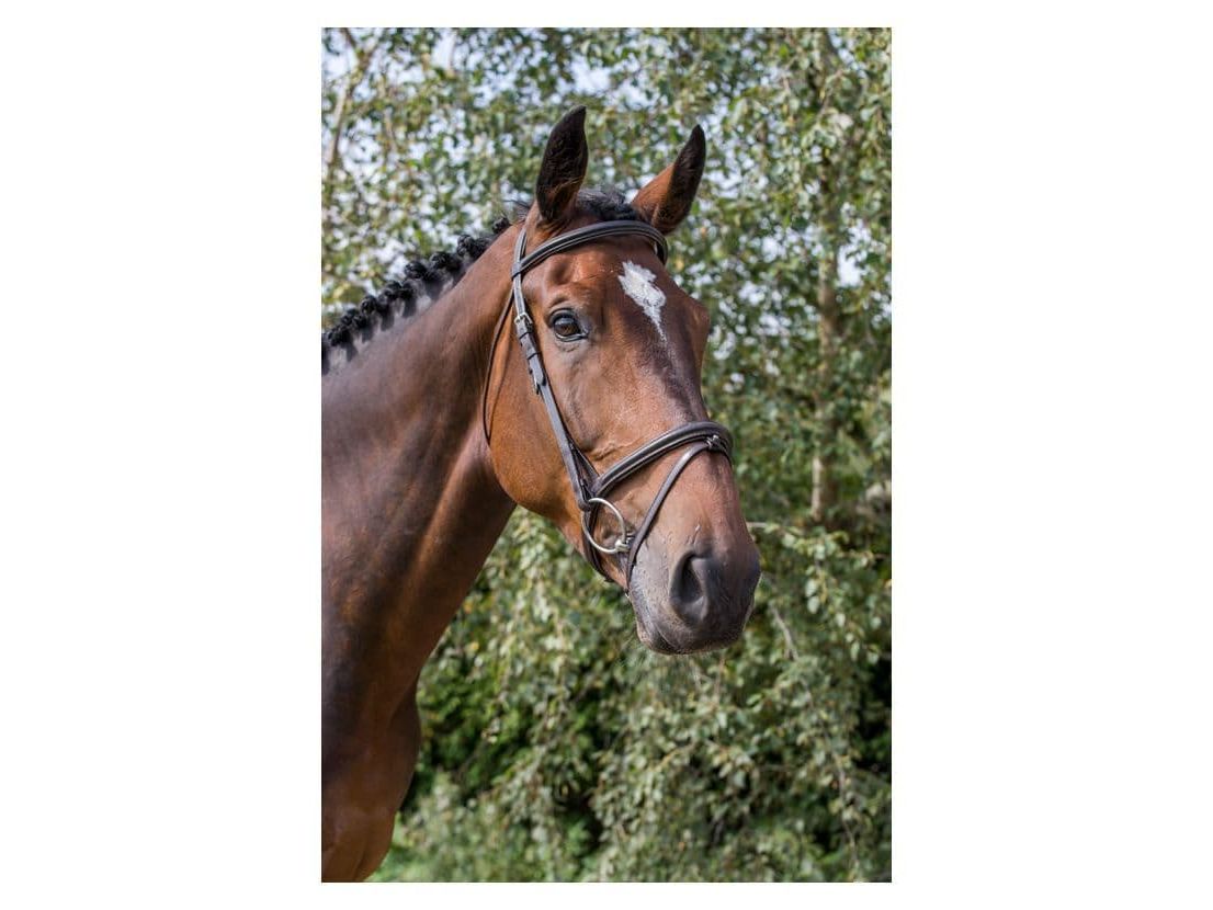 EcoRider Classic Comfort Bridle