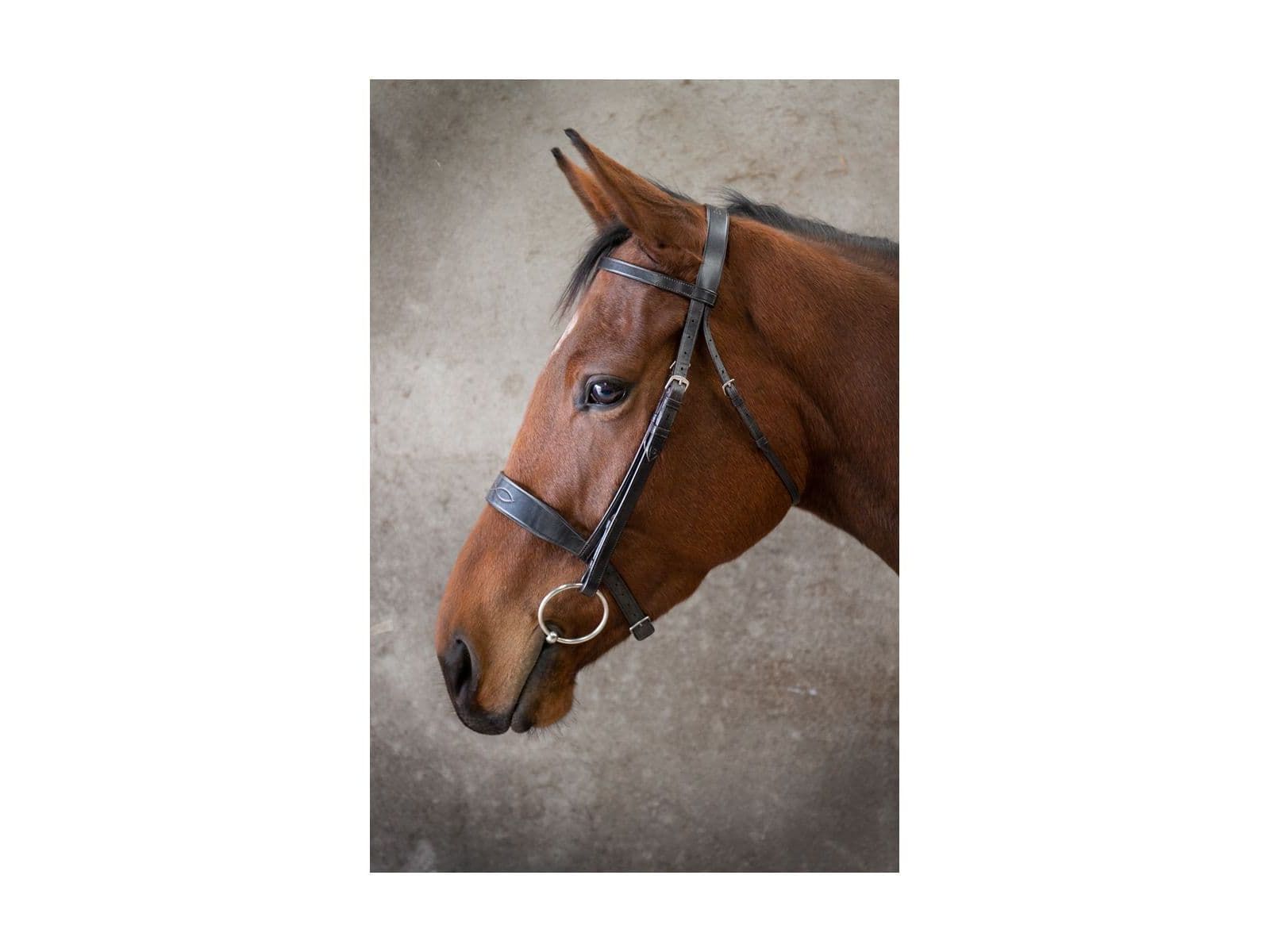 EcoRider Classic Show Bridle angled view