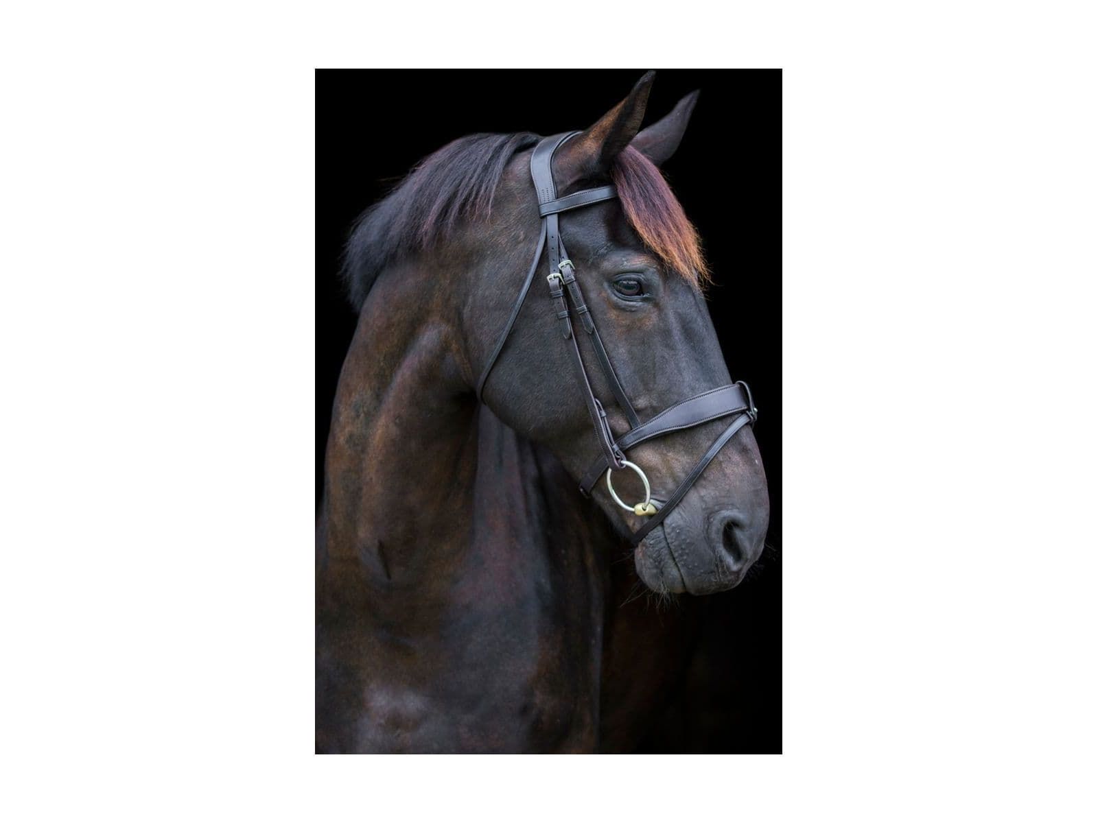 EcoRider Classic Show Comfort Bridle