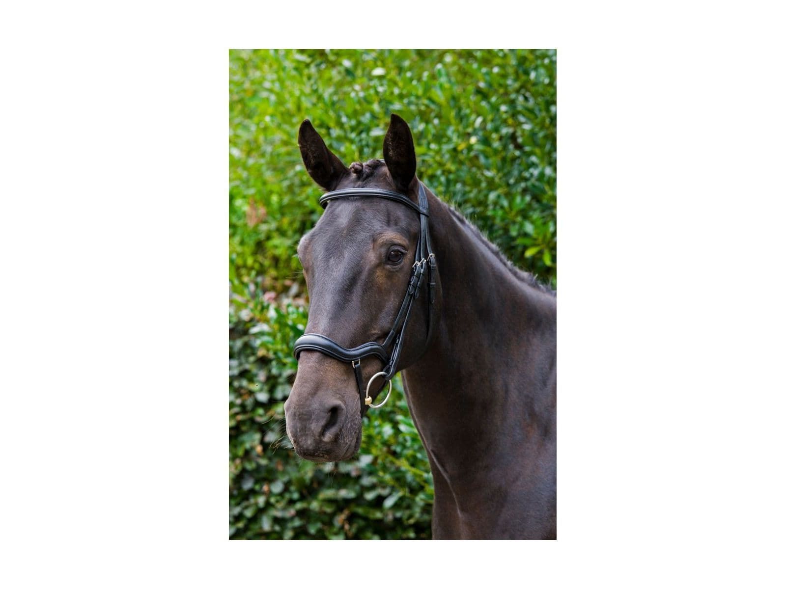 EcoRider Ecosoft Finesse Bridle