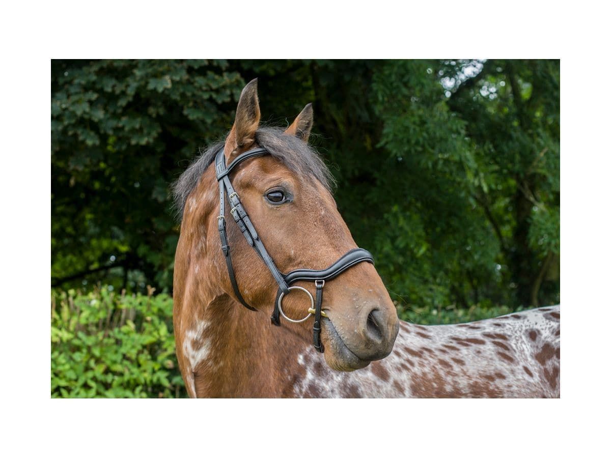 EcoRider Ecosoft Finesse Bridle