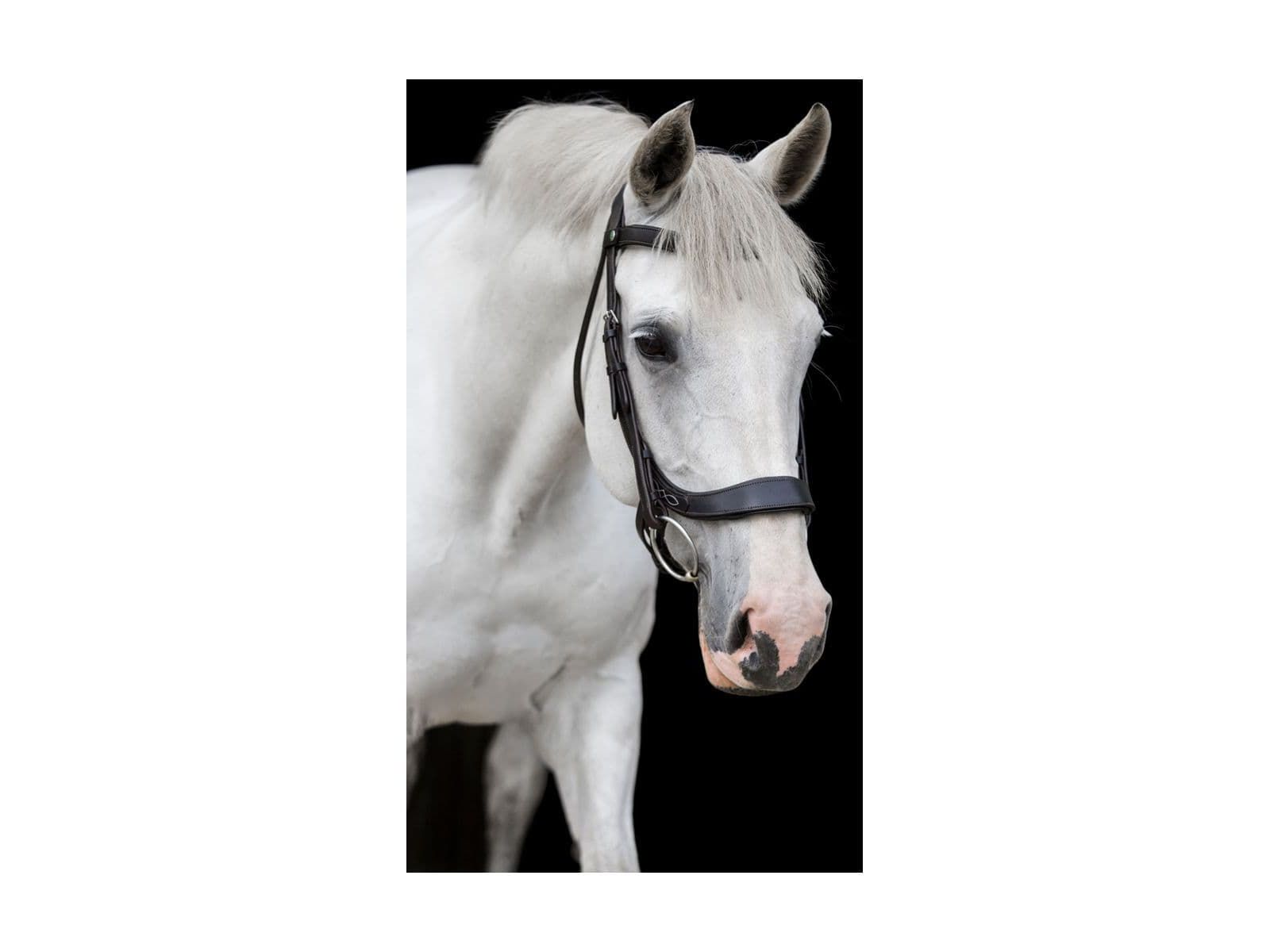 EcoRider Freedom Comfort Bridle