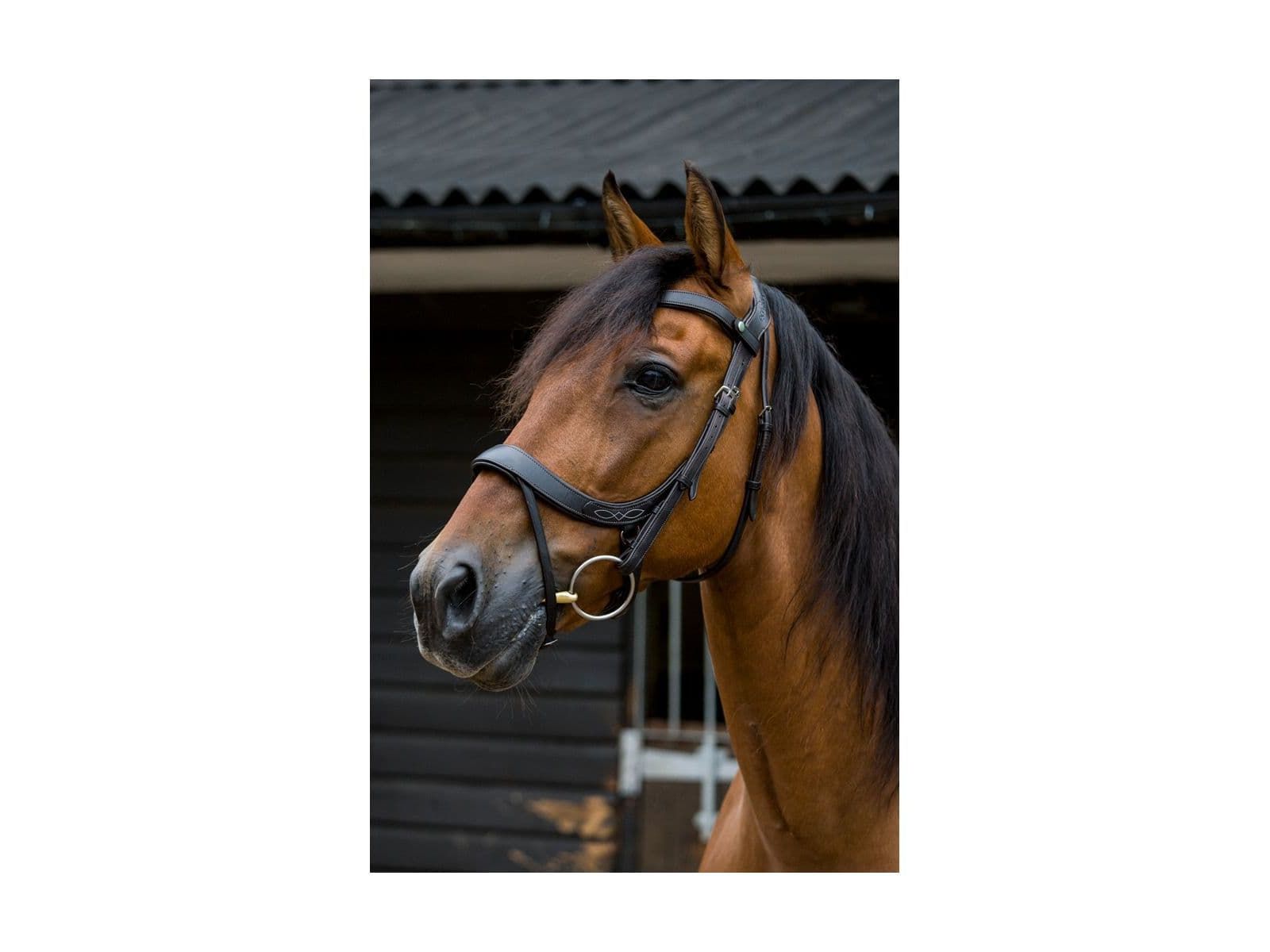 EcoRider Freedom Comfort Bridle