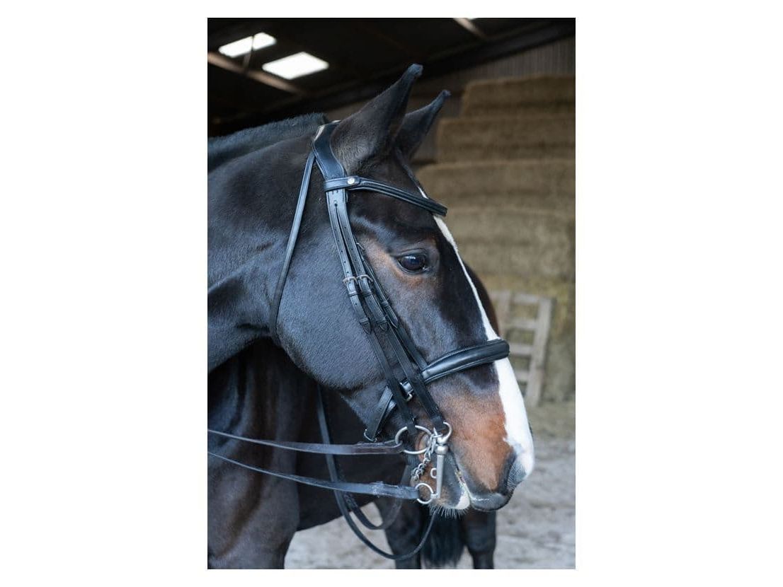 EcoRider Freedom Double Bridle