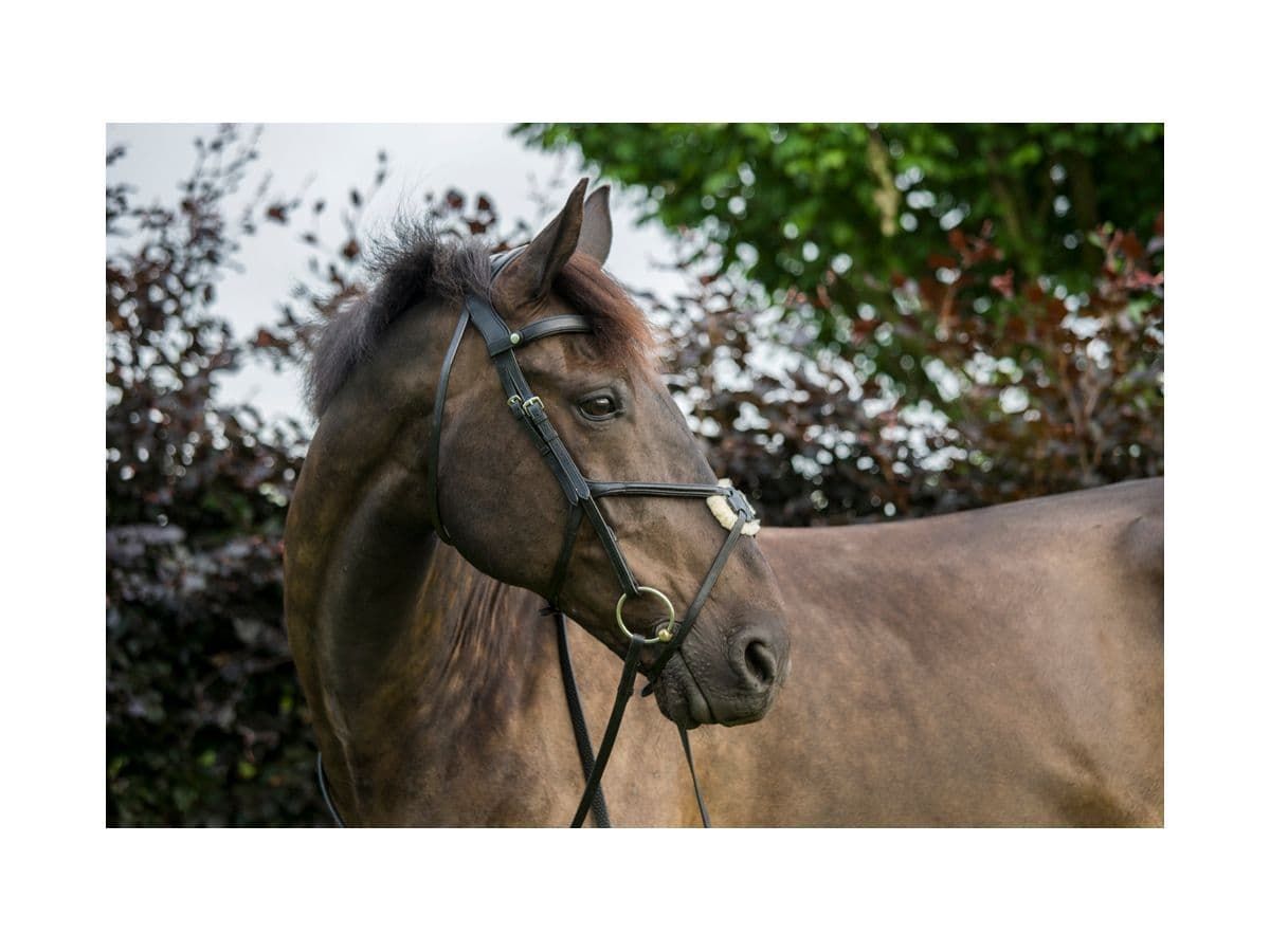 EcoRider Freedom Grackle Bridle