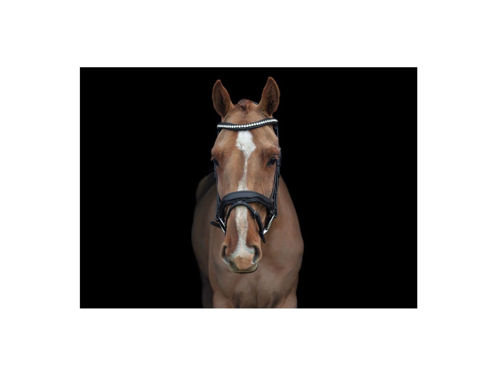EcoRider Ultra Comfort Navan Bridle
