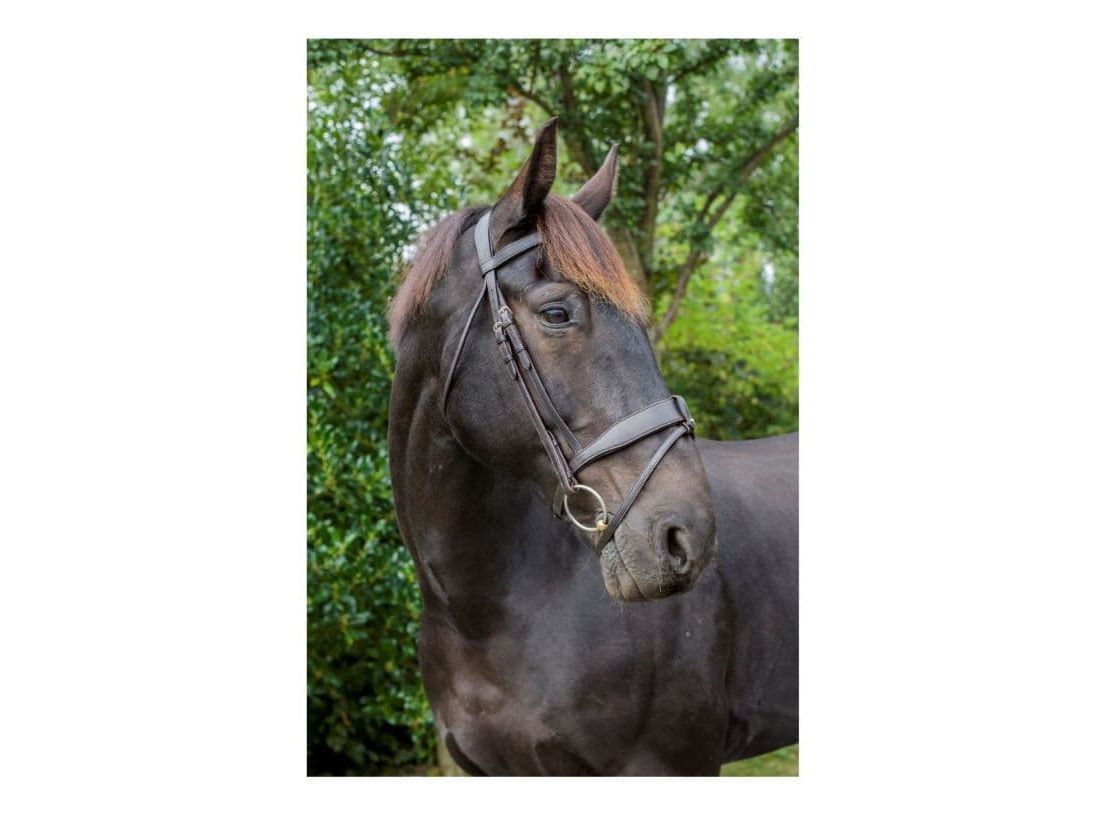 EcoRider Ultra Comfort Tullamore Show Bridle
