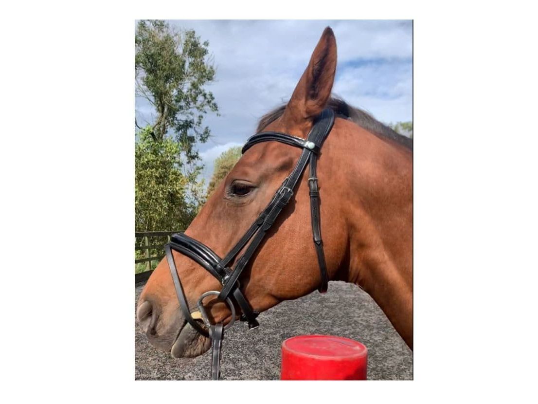 EcoRider Ultra Comfort Waterford Bridle