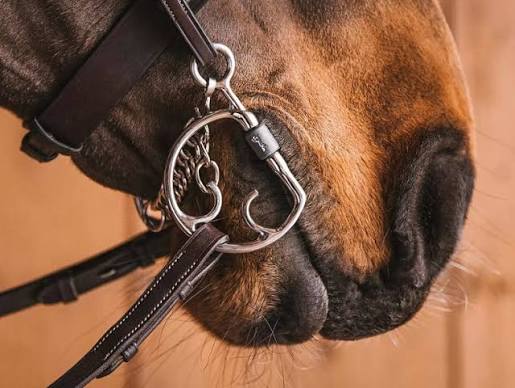 Close-up of a horse's muzzle wearing a dark brown leather bridle and kimblewick bit with silver metal rings and clips, set against a warm brown background.