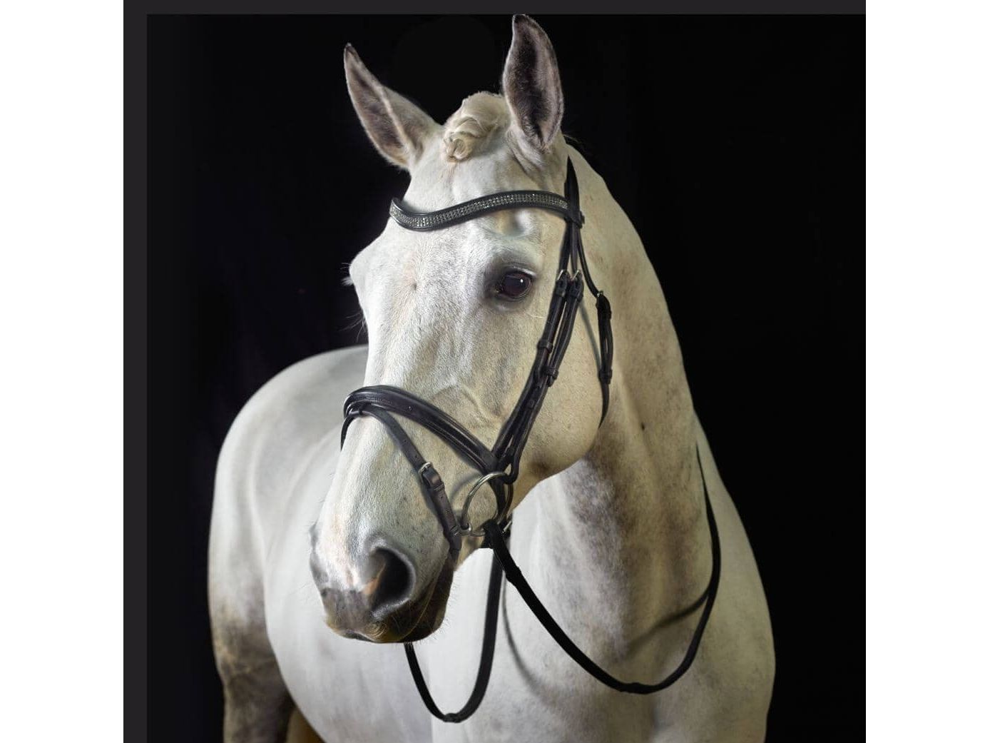 GFS -Monarch  Flash Bridle
