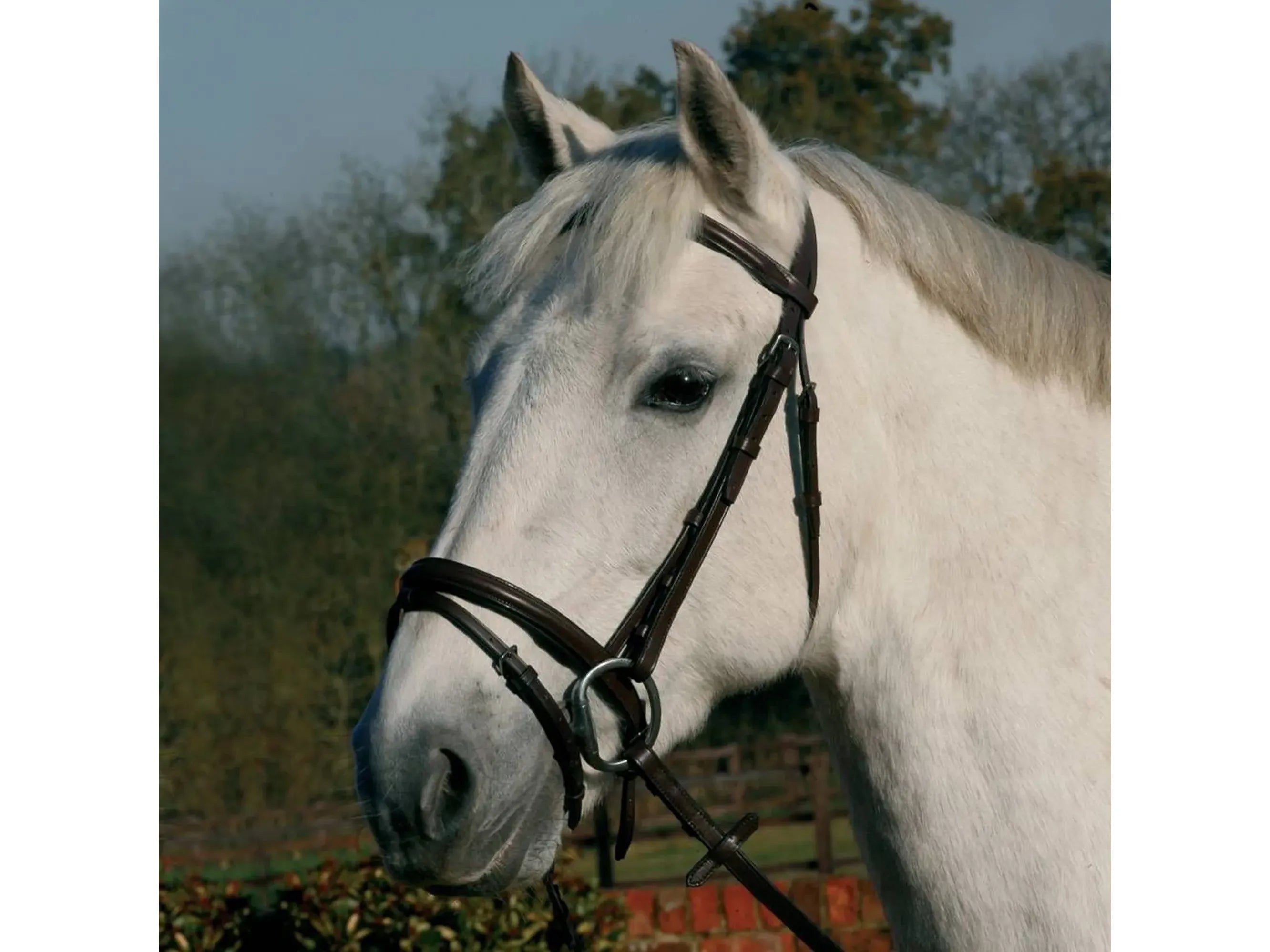 JHL Flash Bridle - Black Pony RRP £40.00