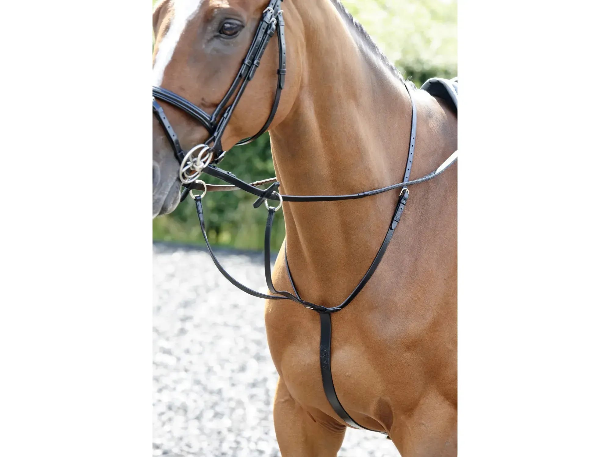 John Whitaker Barton Martingale