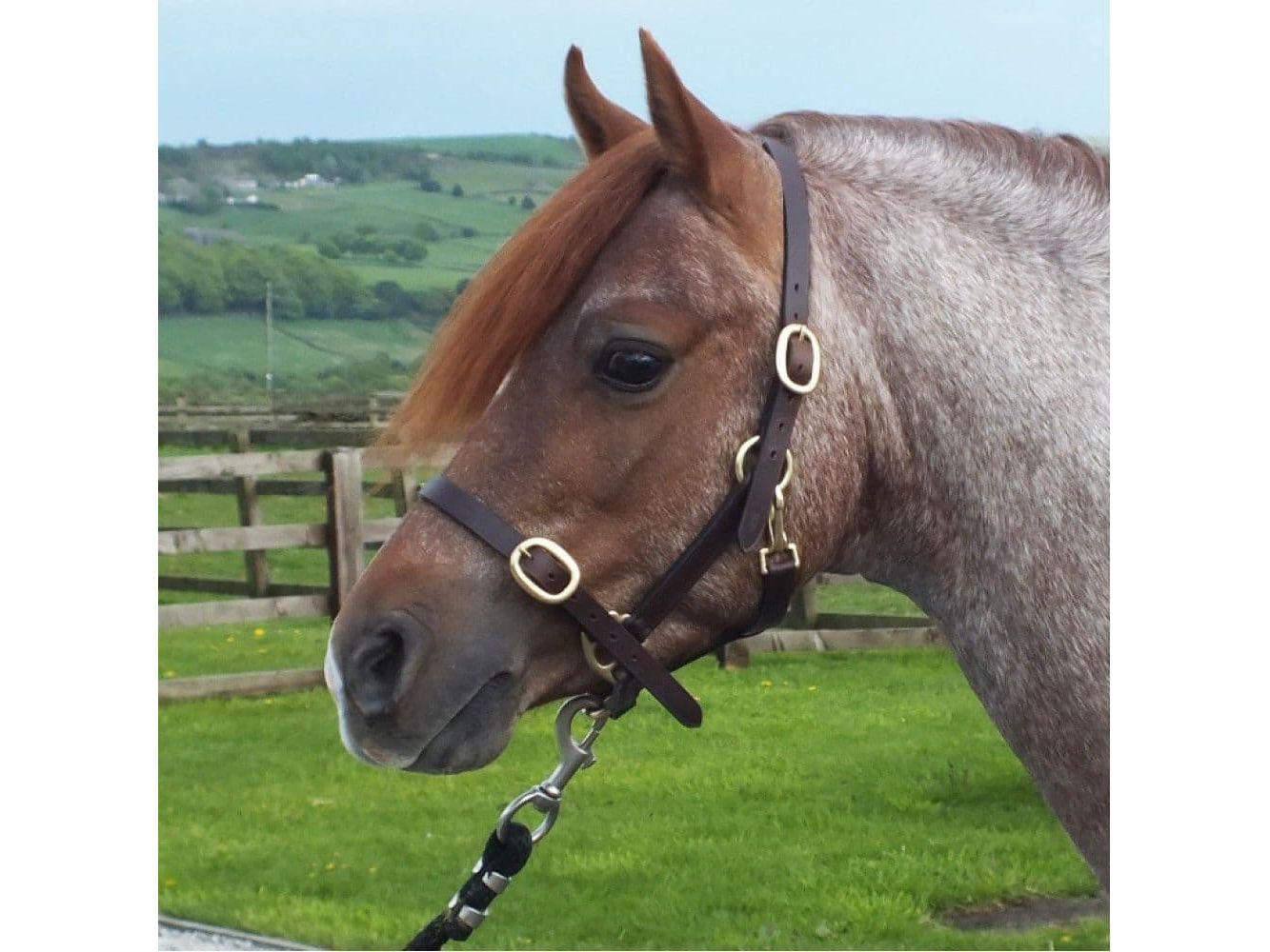 John Whitaker Breeder Headcollar