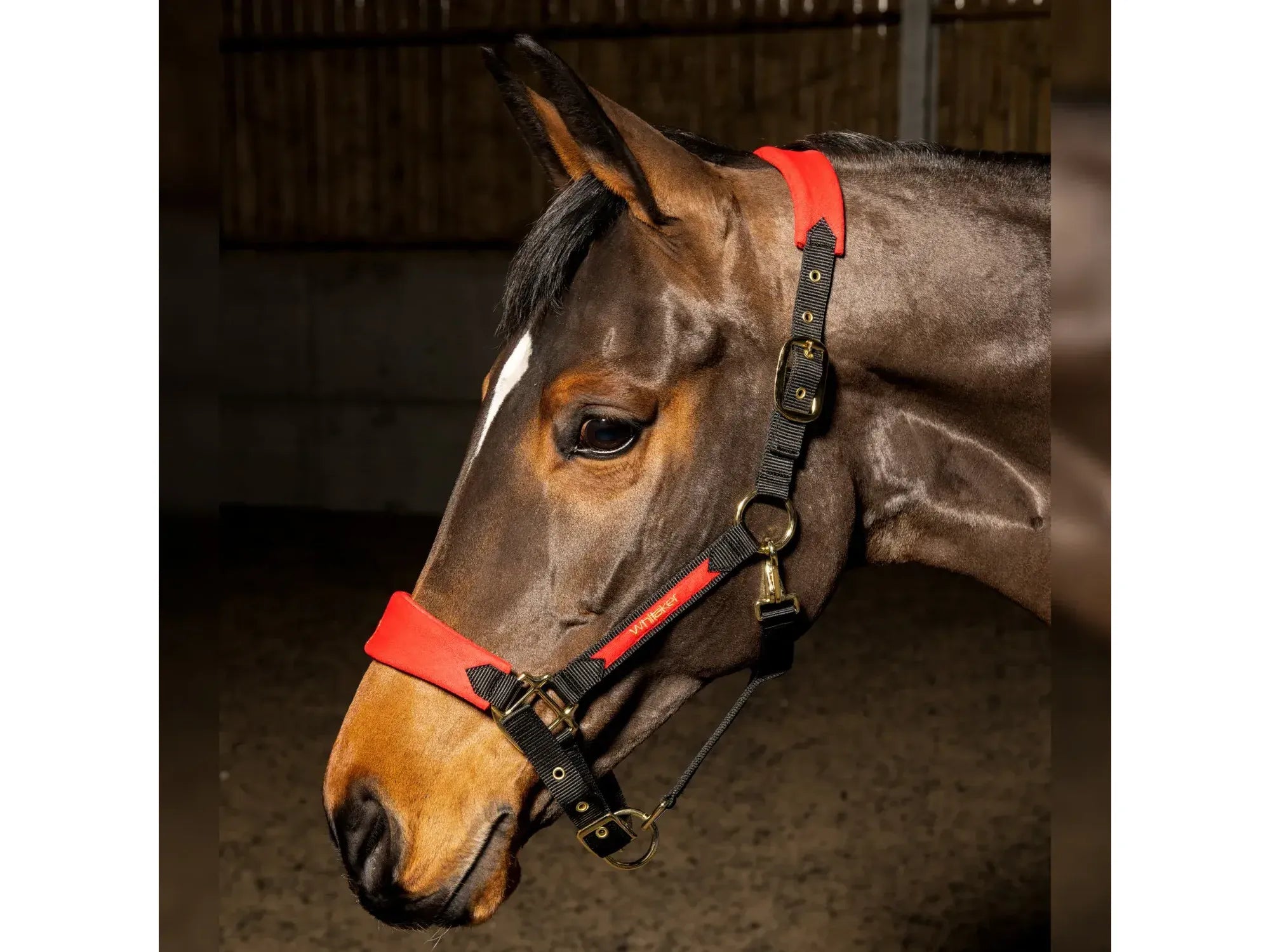John Whitaker Harewood Headcollar