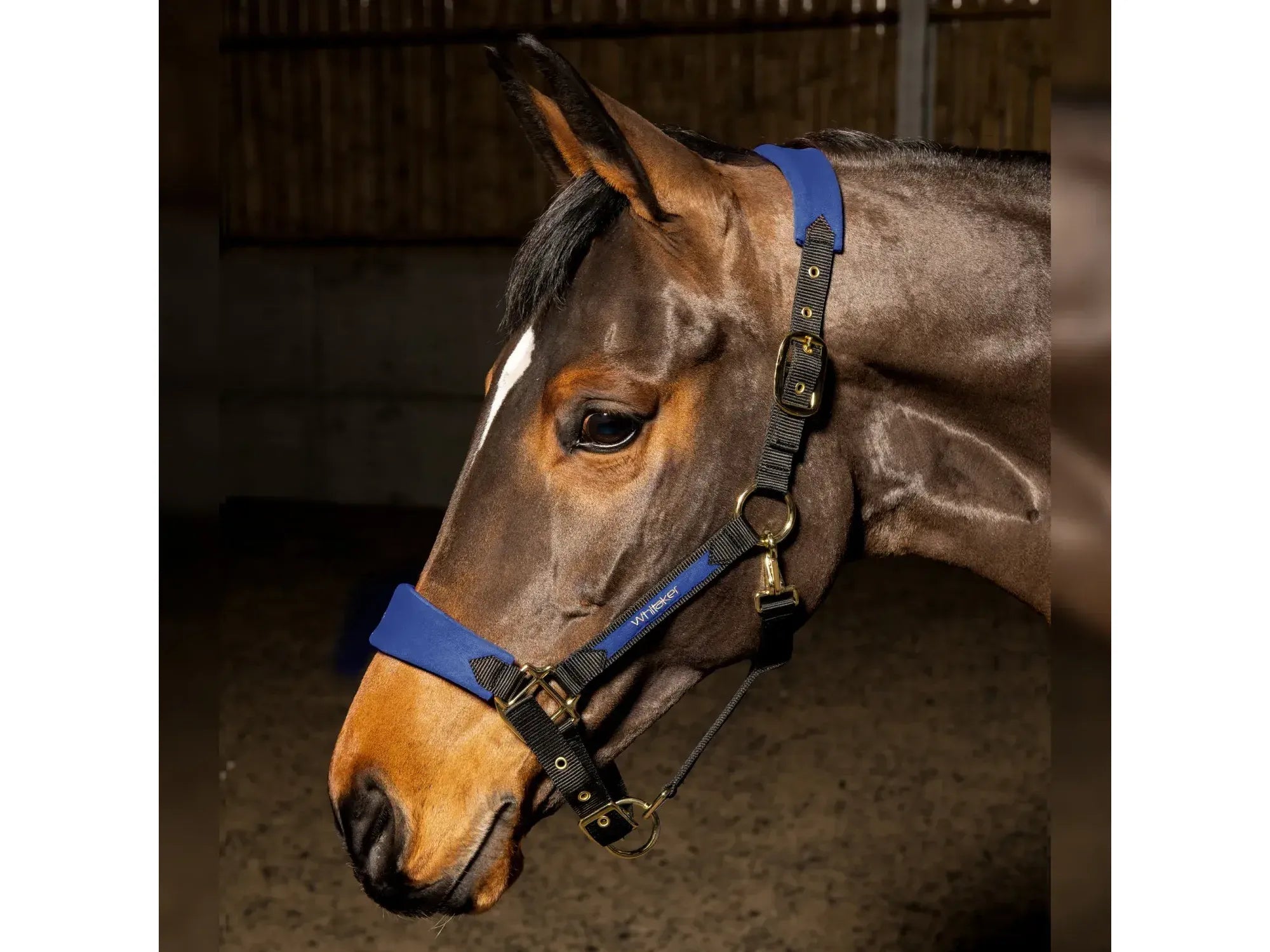 John Whitaker Harewood Headcollar