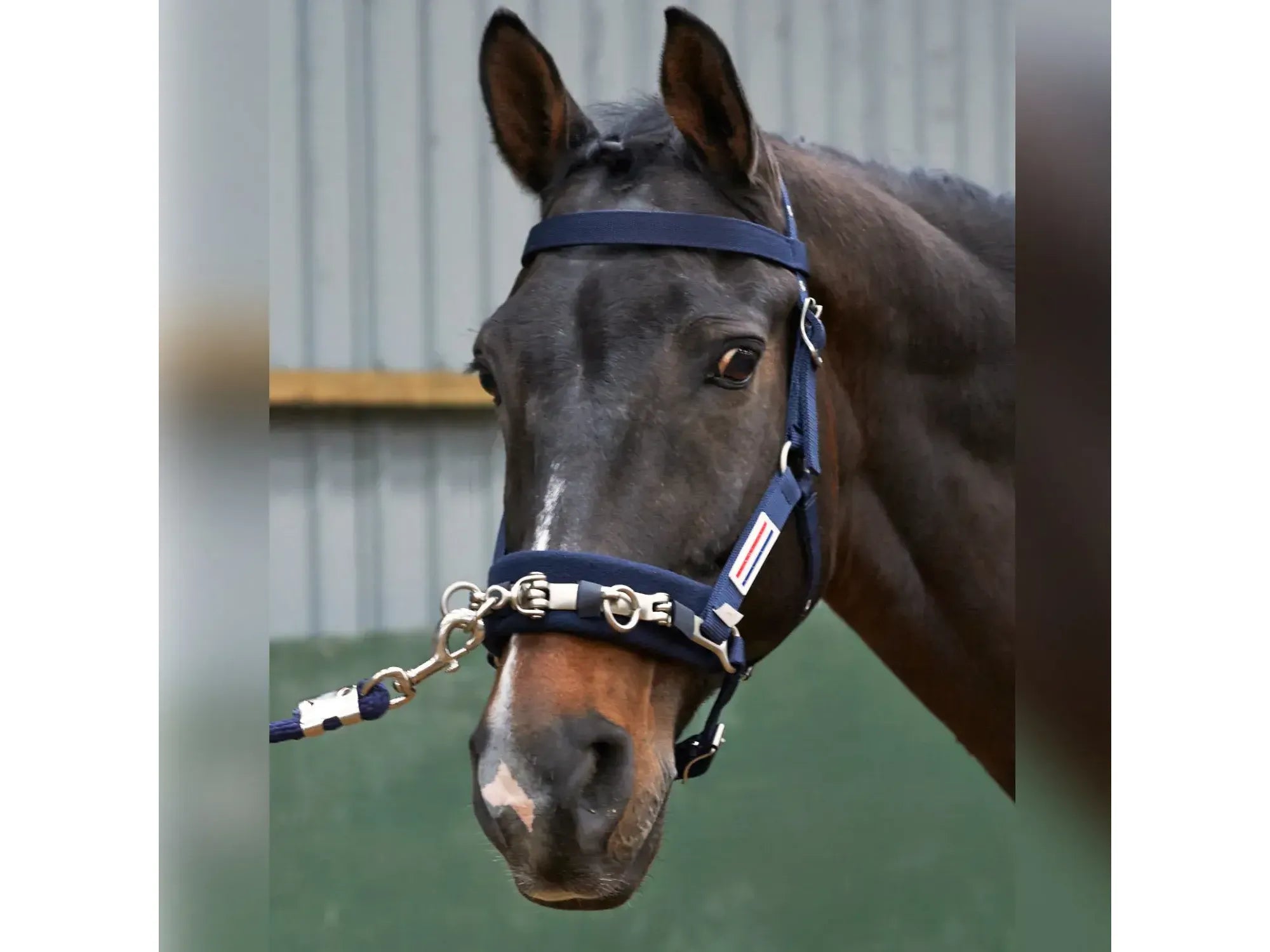 John Whitaker Lunge Cavesson