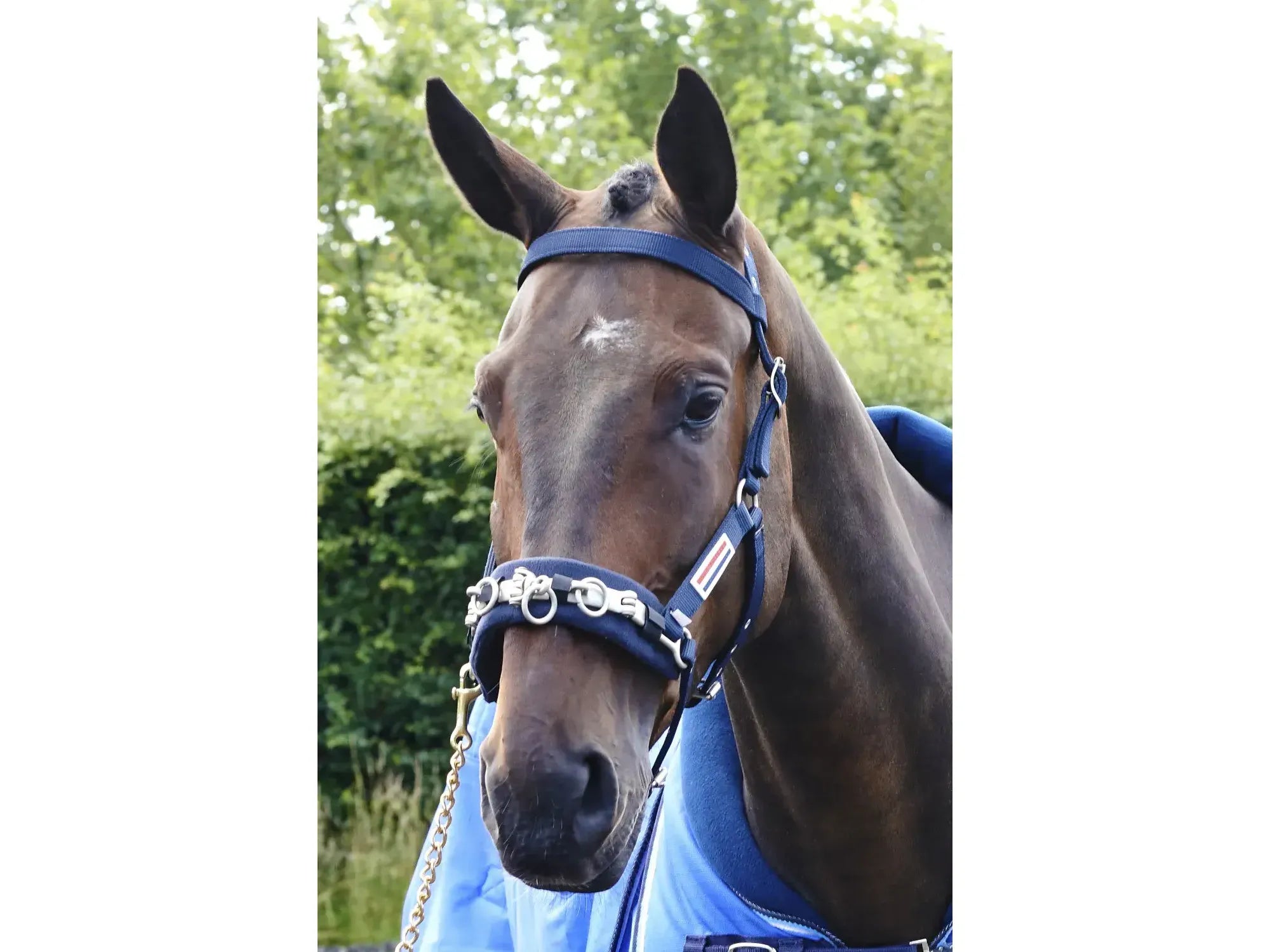 John Whitaker Lunge Cavesson