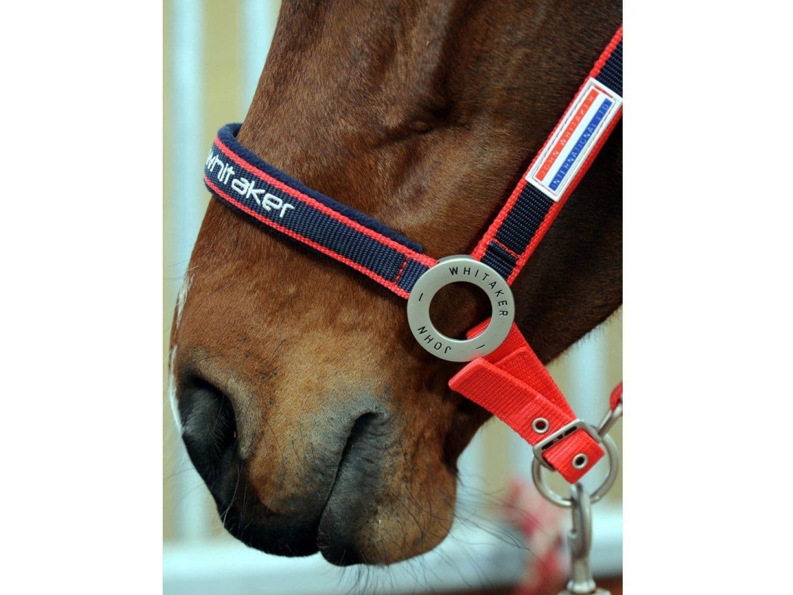 John Whitaker Padded Headcollar