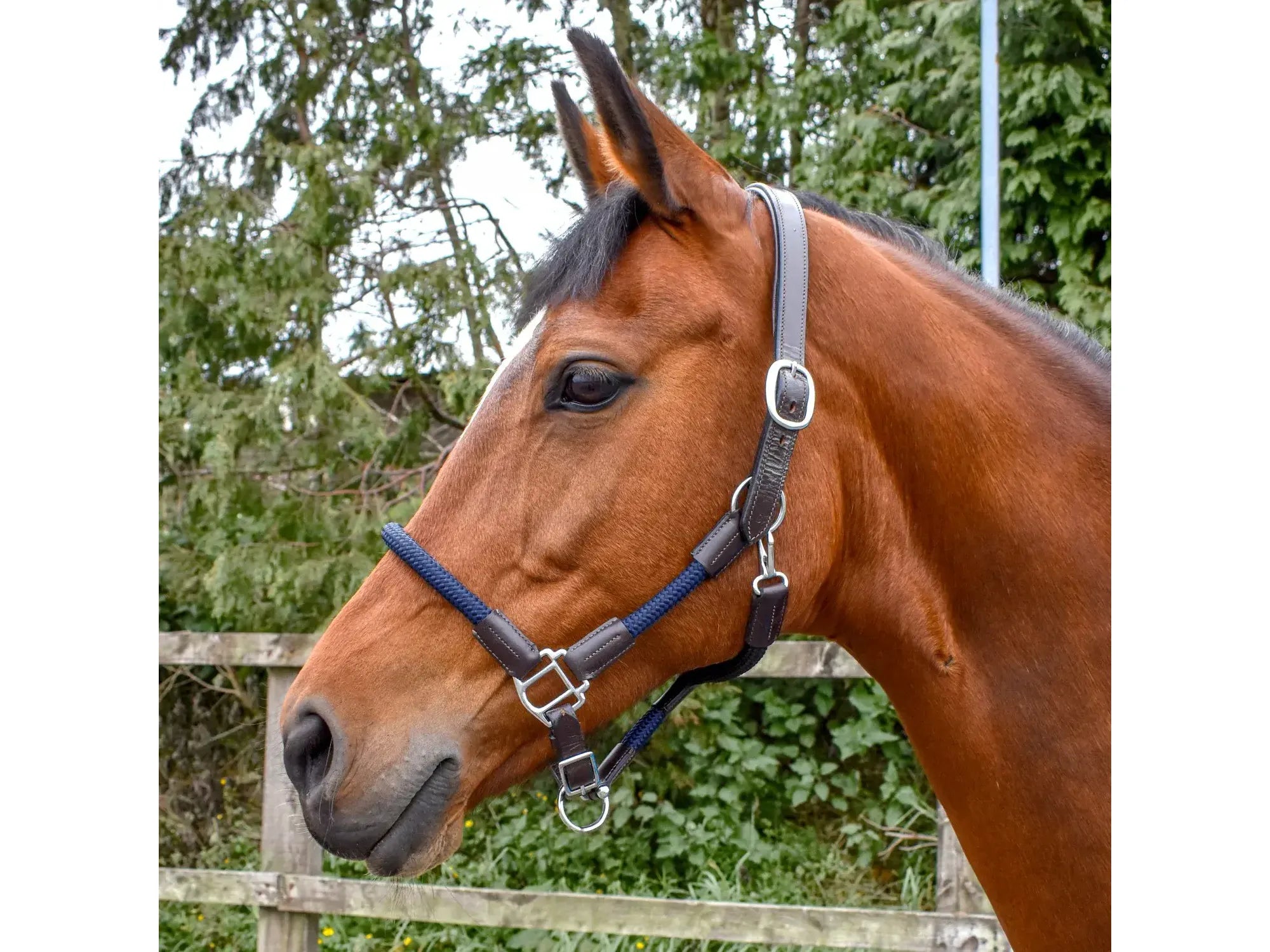 John Whitaker Raywell Soft Rope Headcollar