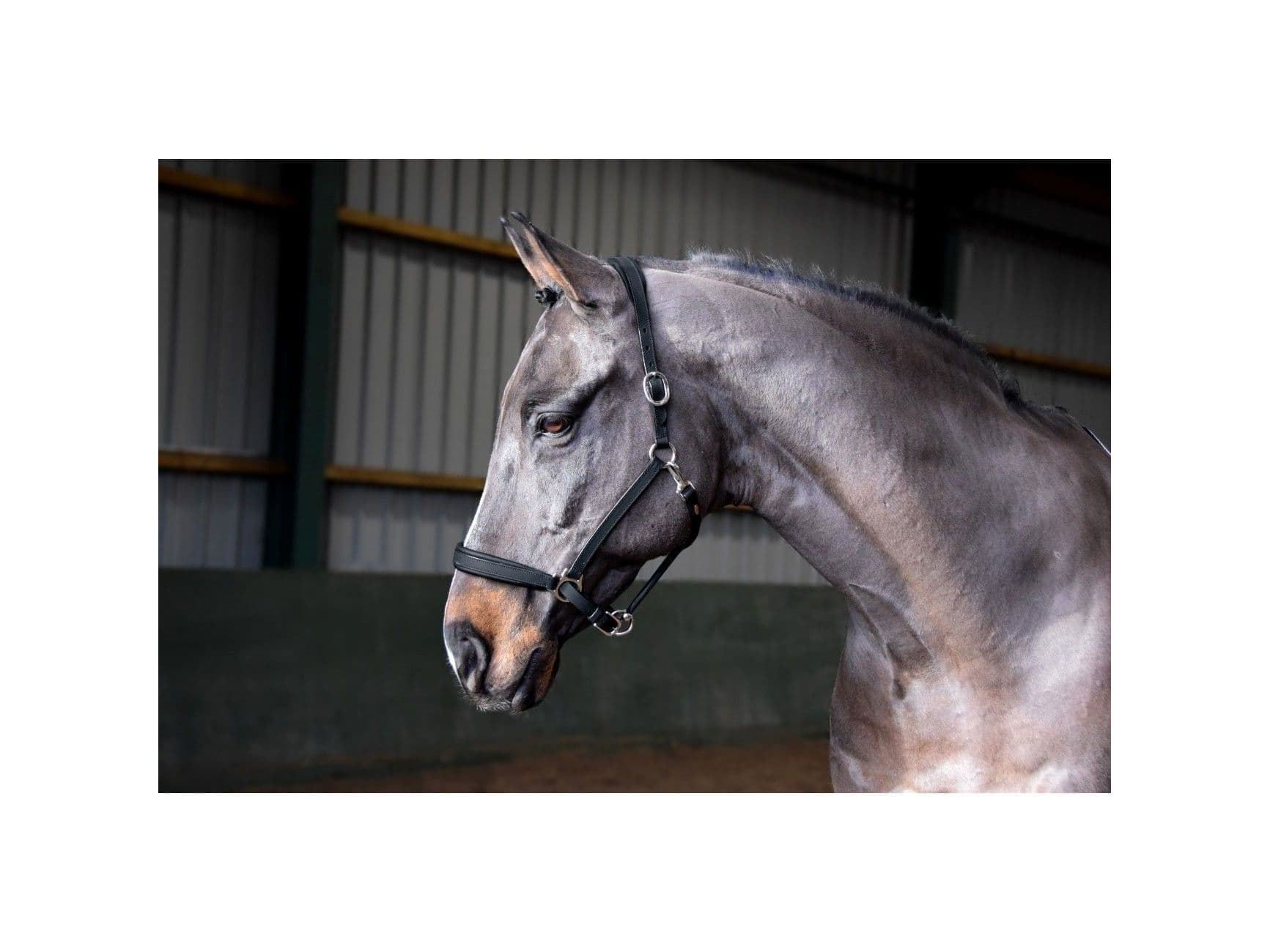 John Whitaker Ready to Ride Headcollar