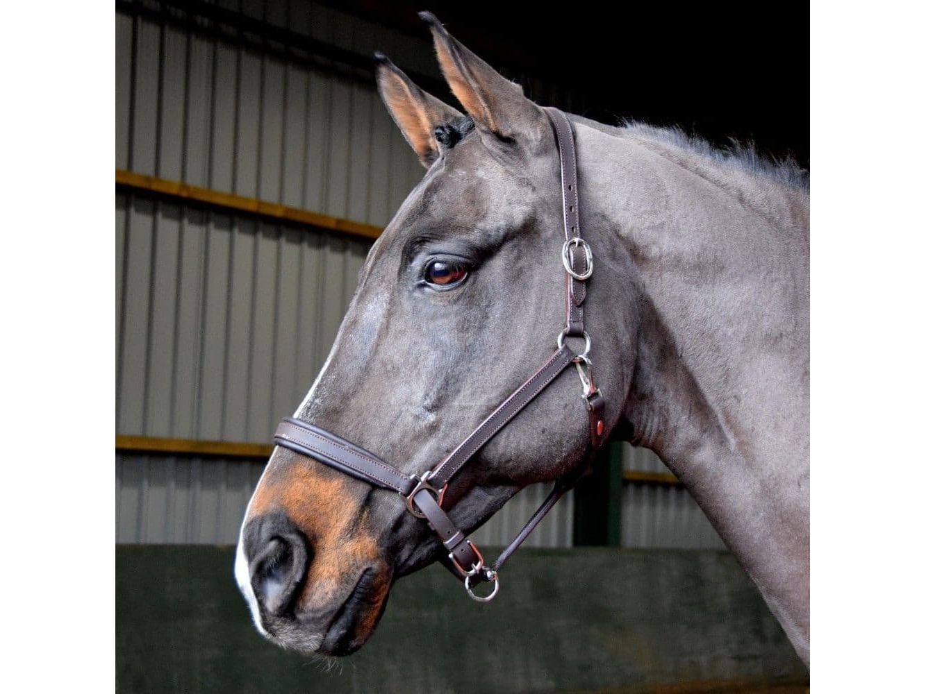 John Whitaker Ready to Ride Headcollar