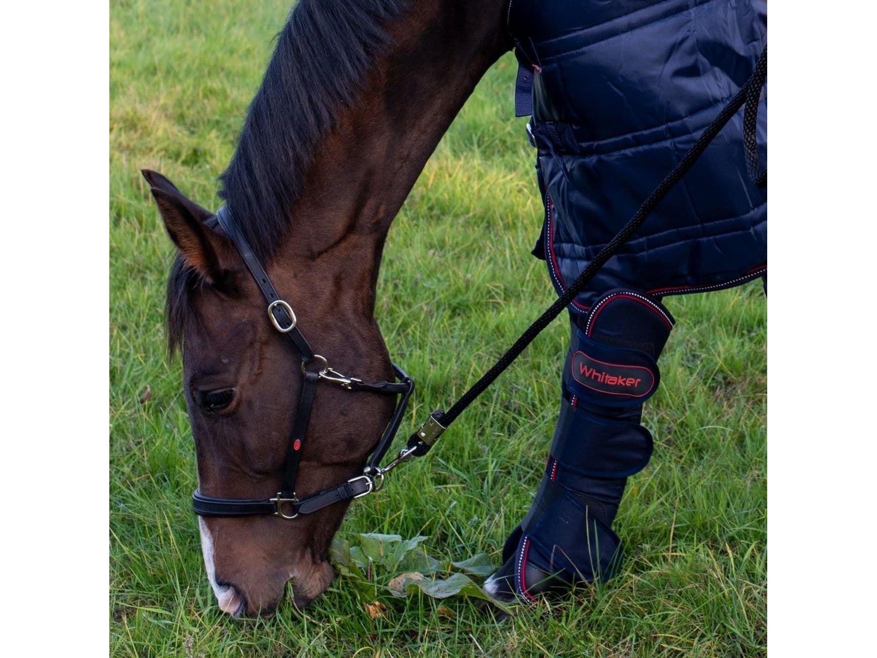 John Whitaker Ready to Ride Headcollar