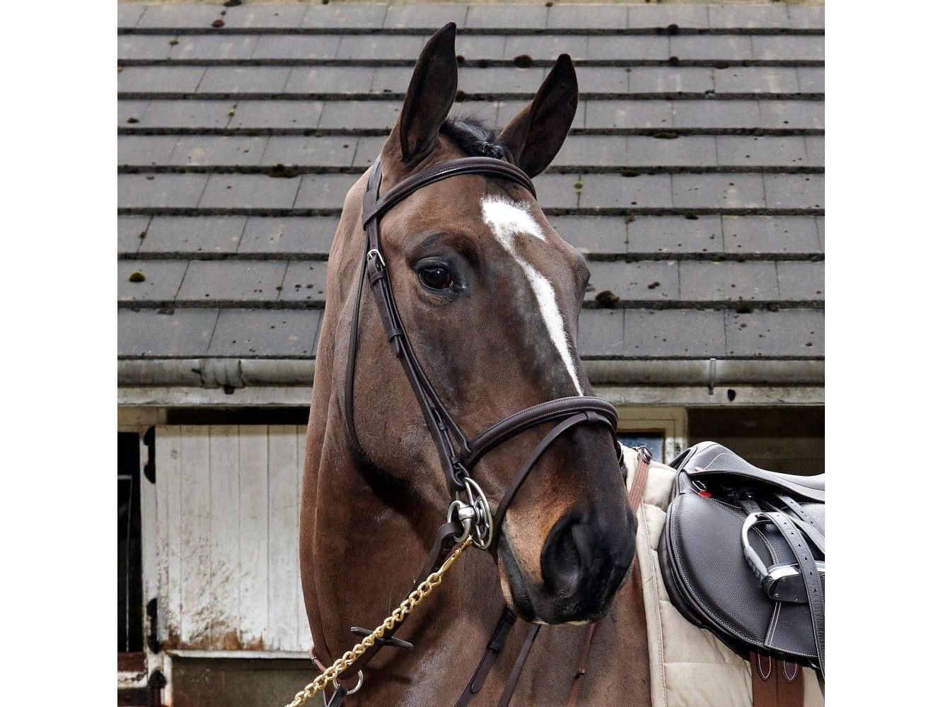John Whitaker Ready to Ride Leather Flash Bridle