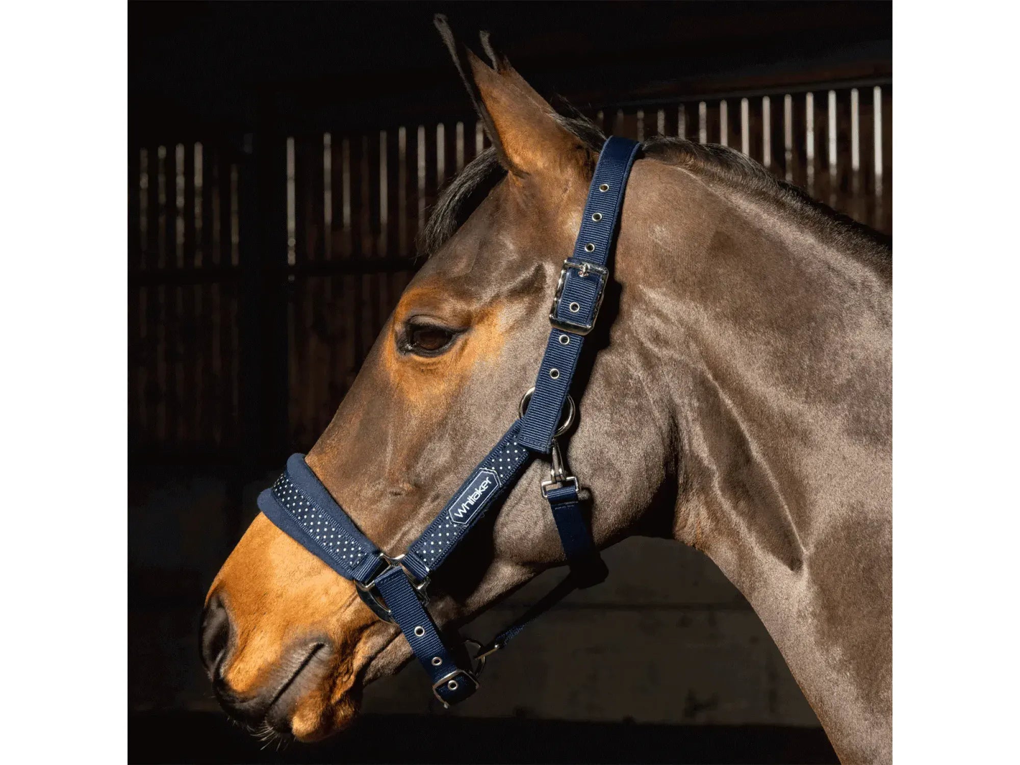 John Whitaker San Francisco Headcollar