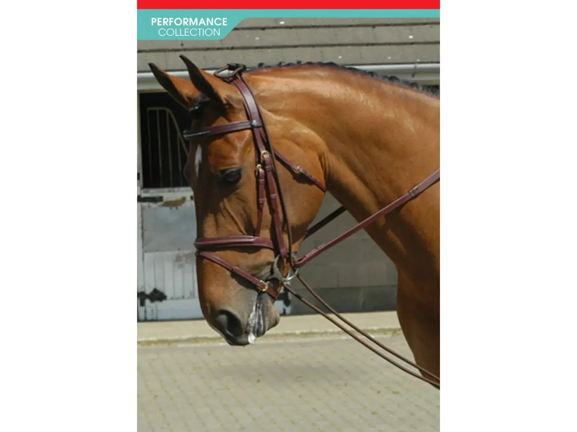 John Whitaker Training Reins