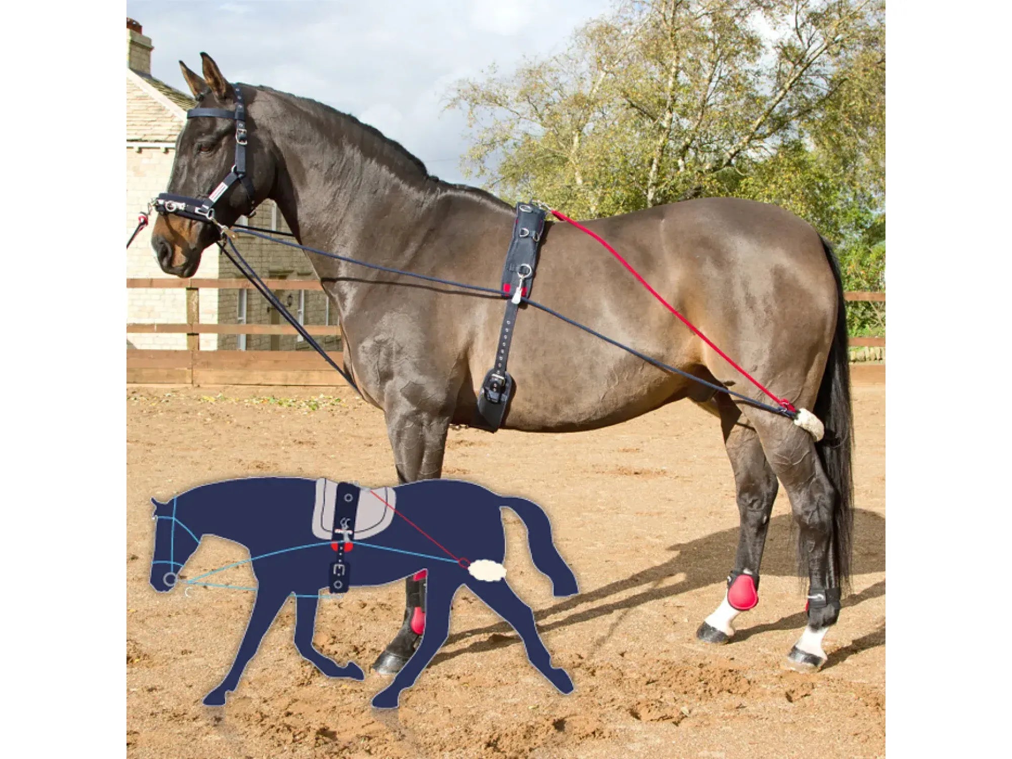 John Whitaker Training System