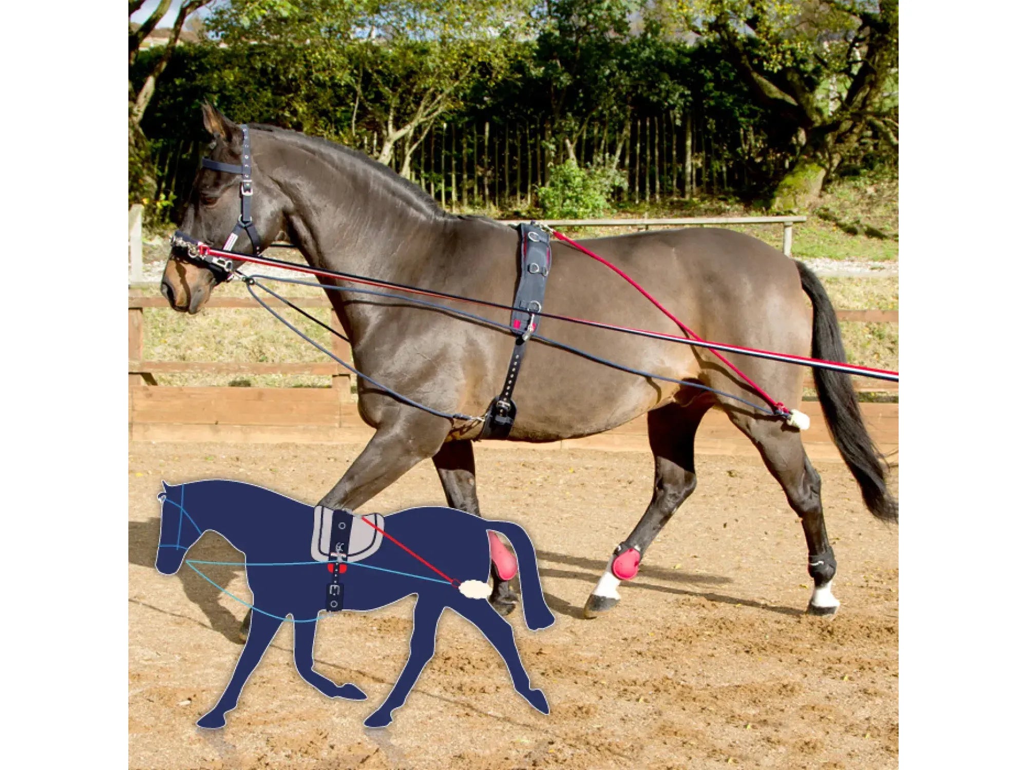 John Whitaker Training System