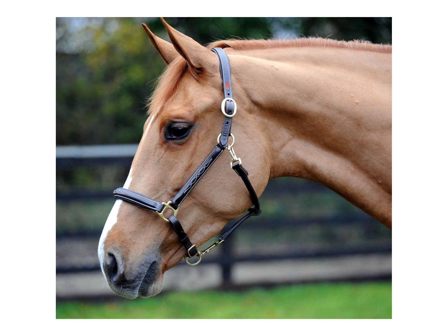 John Whitaker Valencia Luxury Leather Fancy Stitched Head Collar