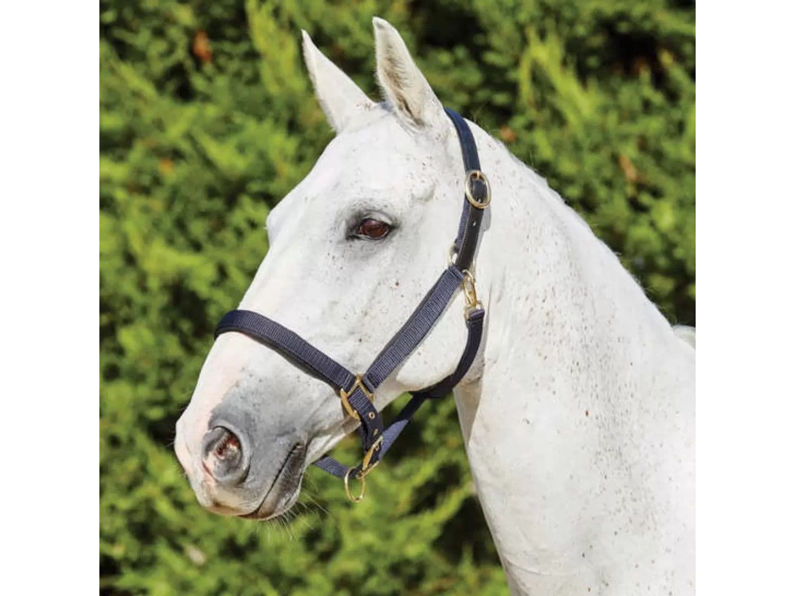 Kincade Deluxe Webbed Headcollar With Leather Crown