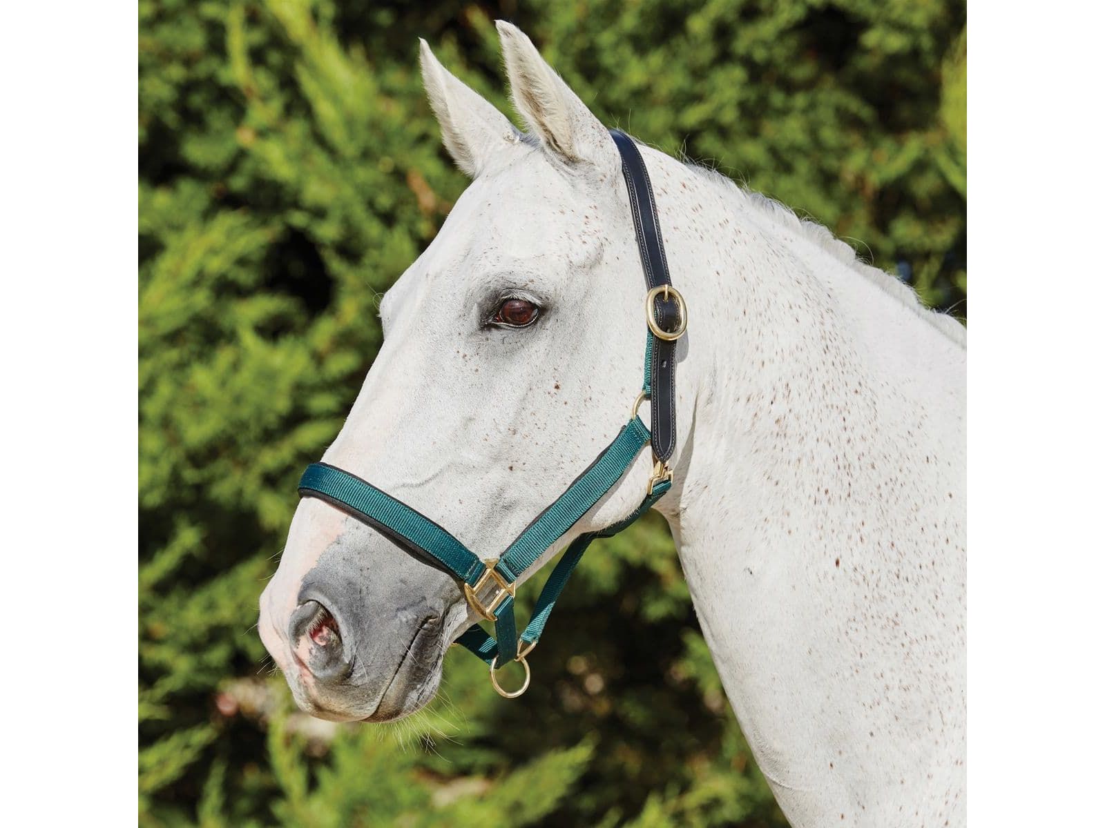 Kincade Deluxe Webbed Headcollar With Leather Crown