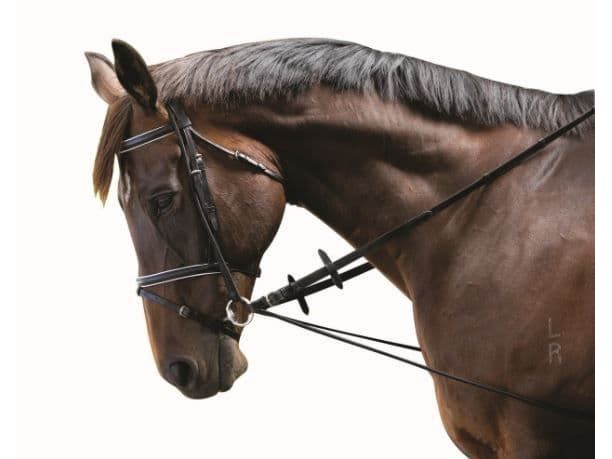 Kincade Elastic Chambon Training Strap