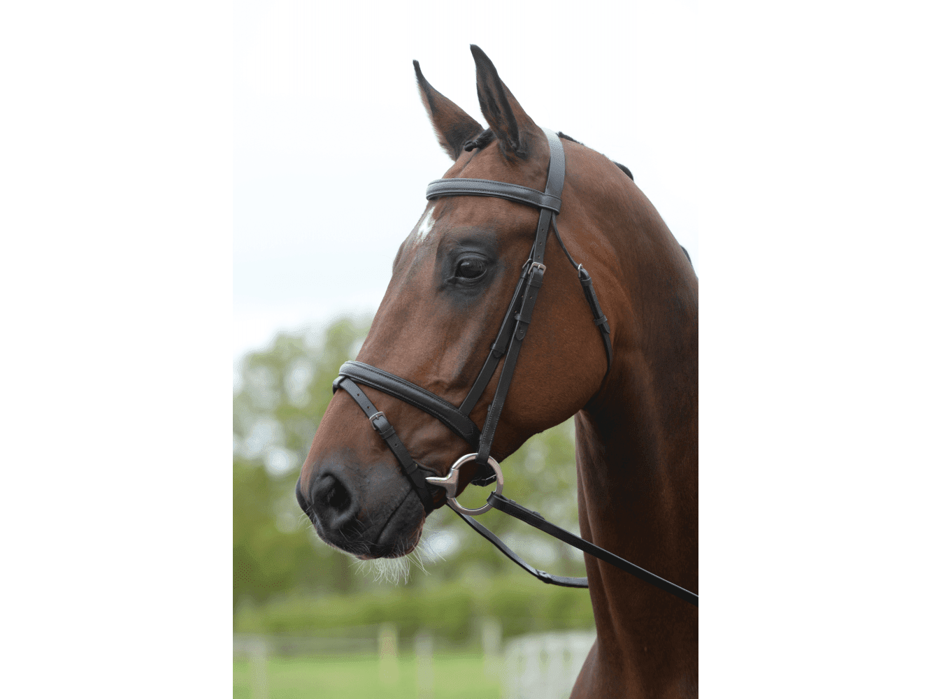 Kincade Flash Bridle II