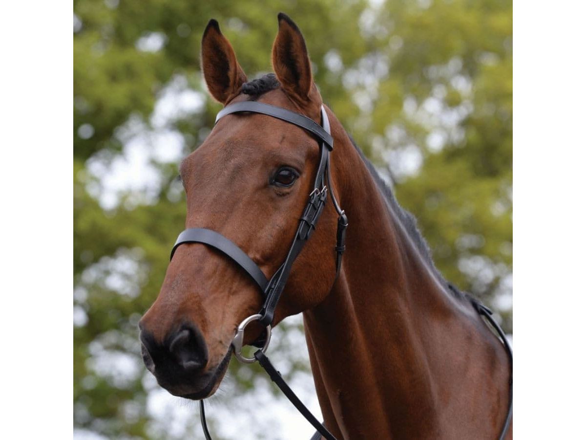 Kincade Hunt Cavesson Bridle II