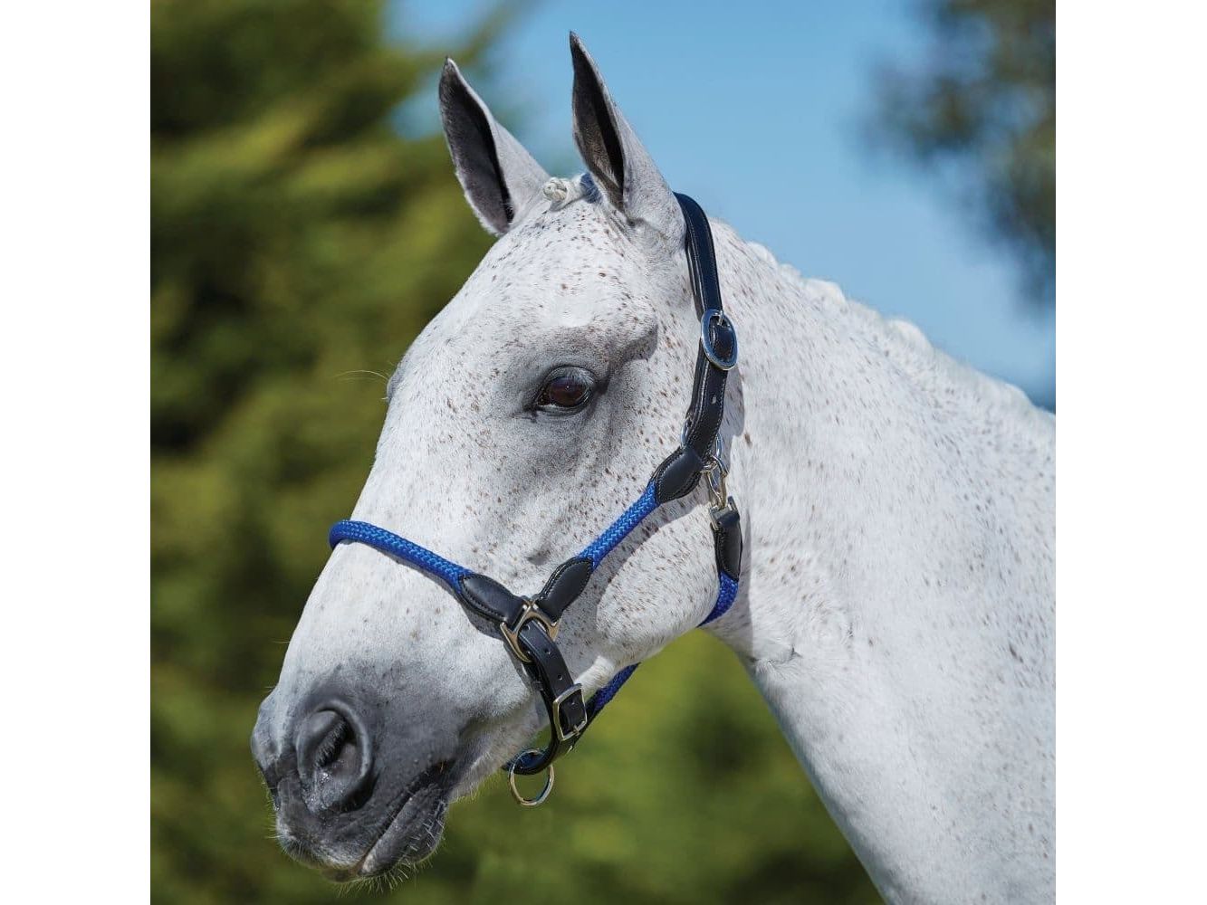 Kincade Leather Rope Headcollar