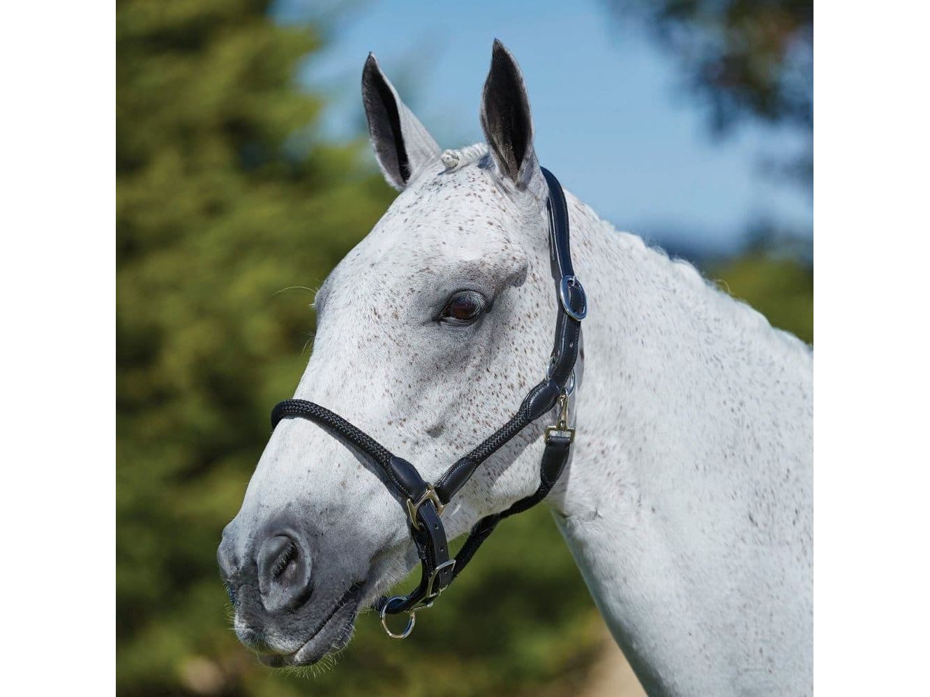 Kincade Leather Rope Headcollar