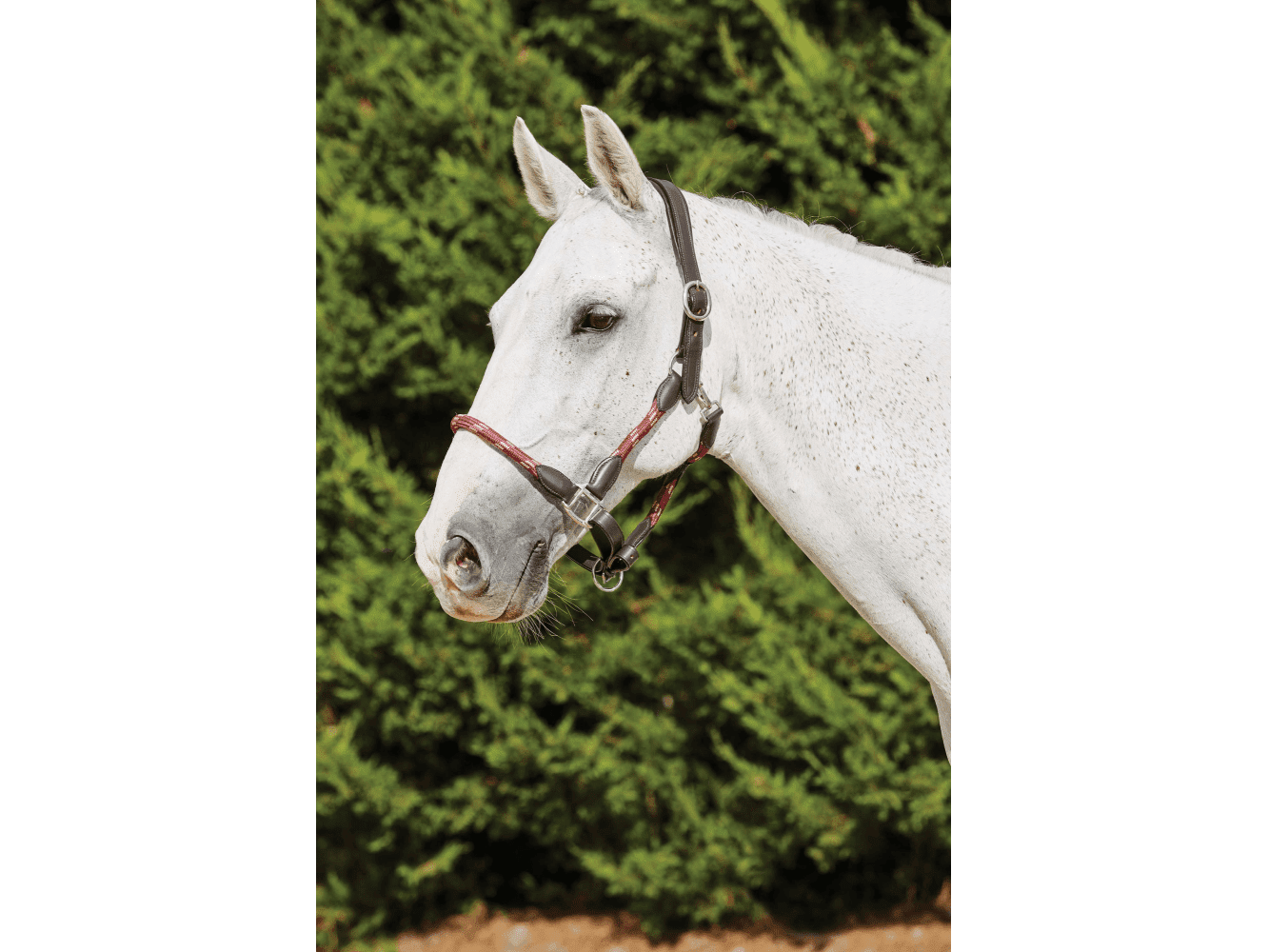 Kincade Leather Rope Headcollar