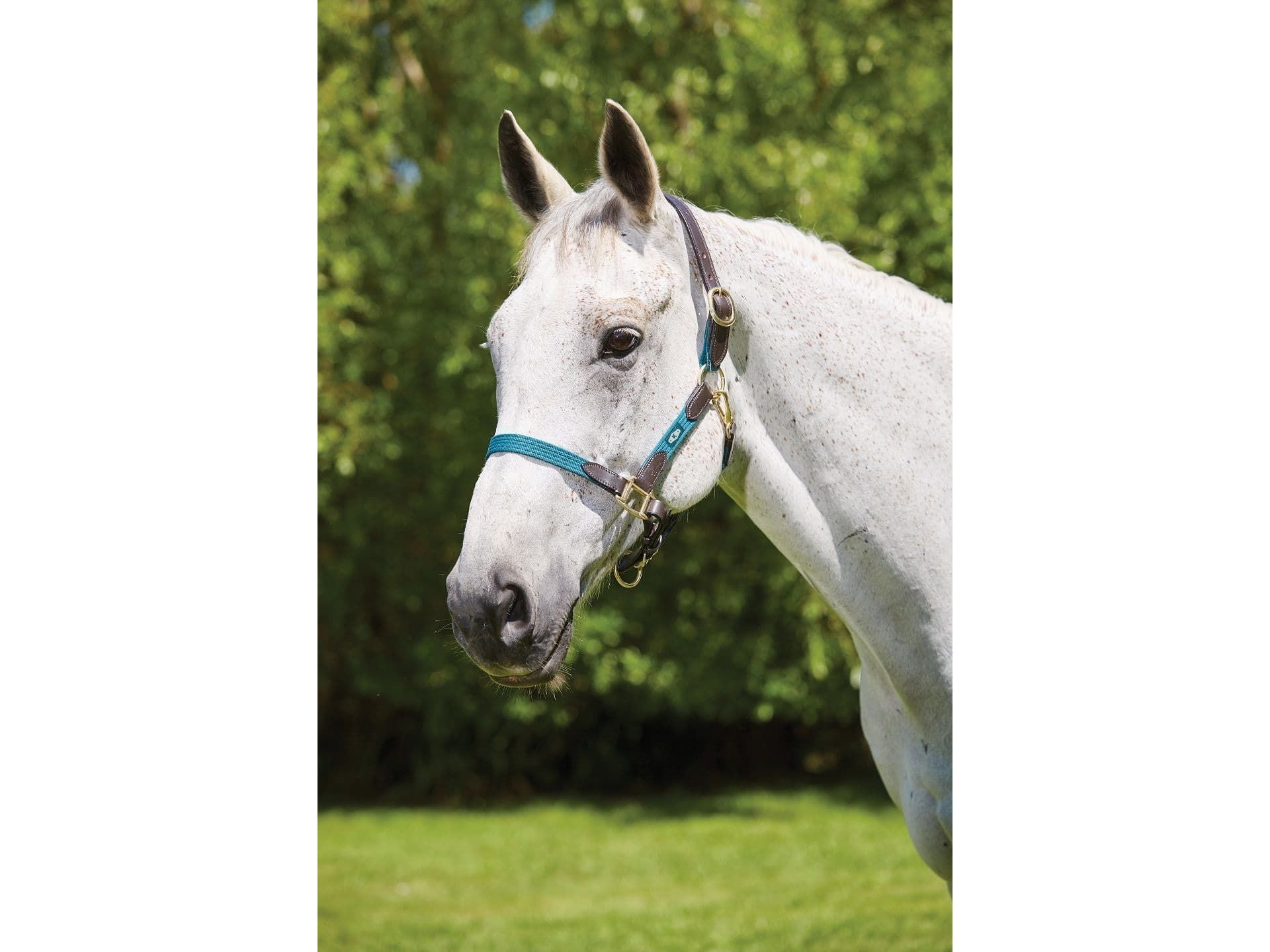 Kincade Leather Web Headcollar